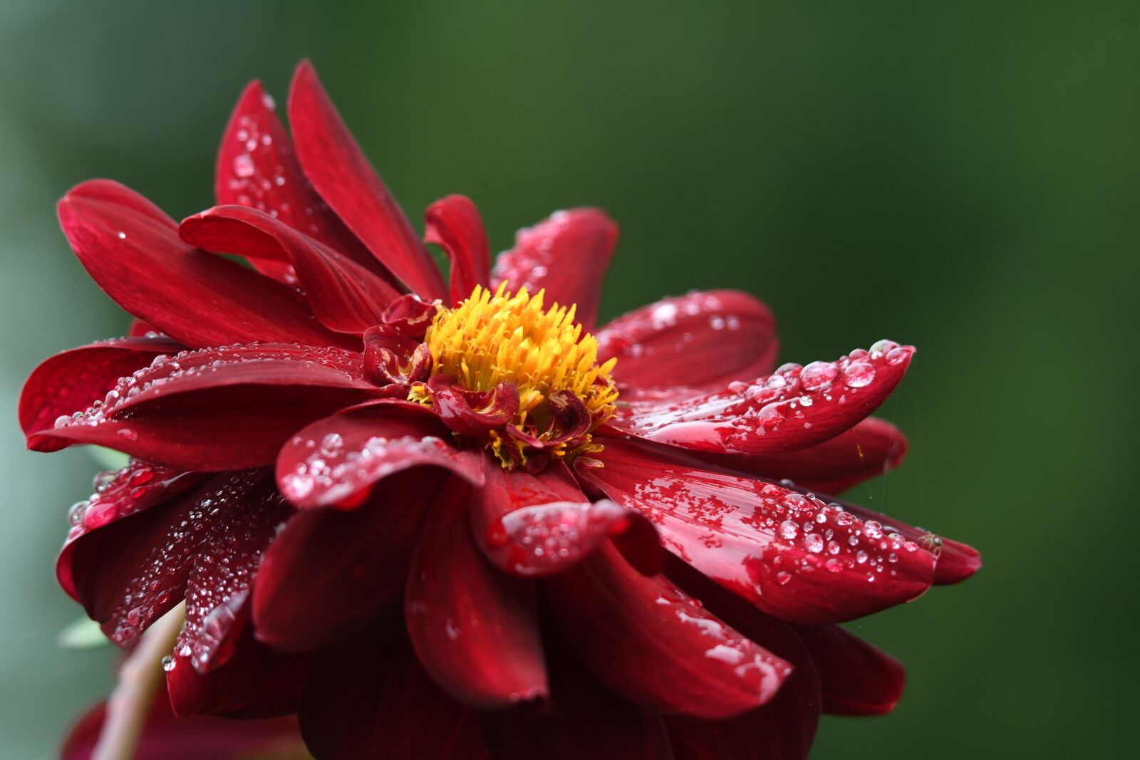 Nikon D500 sample photo. Dahlia, red dahlia, morning photography
