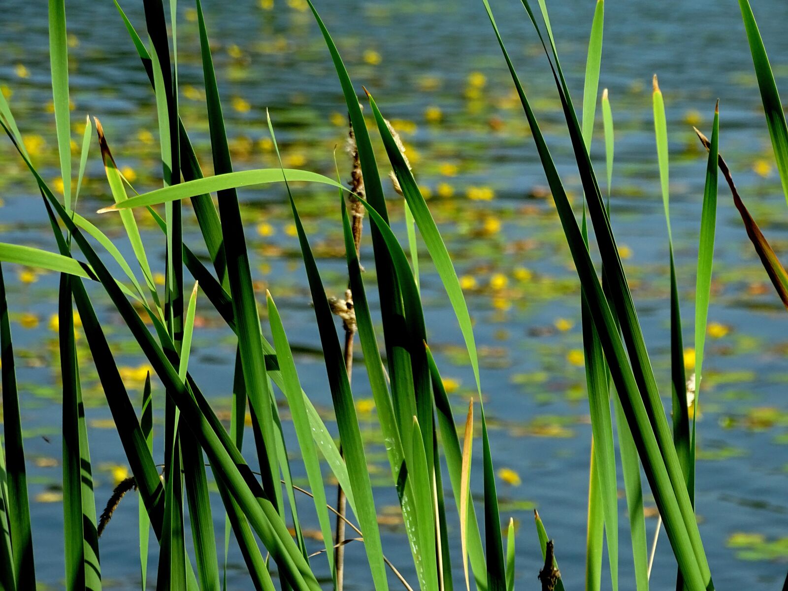 Sony Cyber-shot DSC-HX400V sample photo. Reed, lake, bank photography