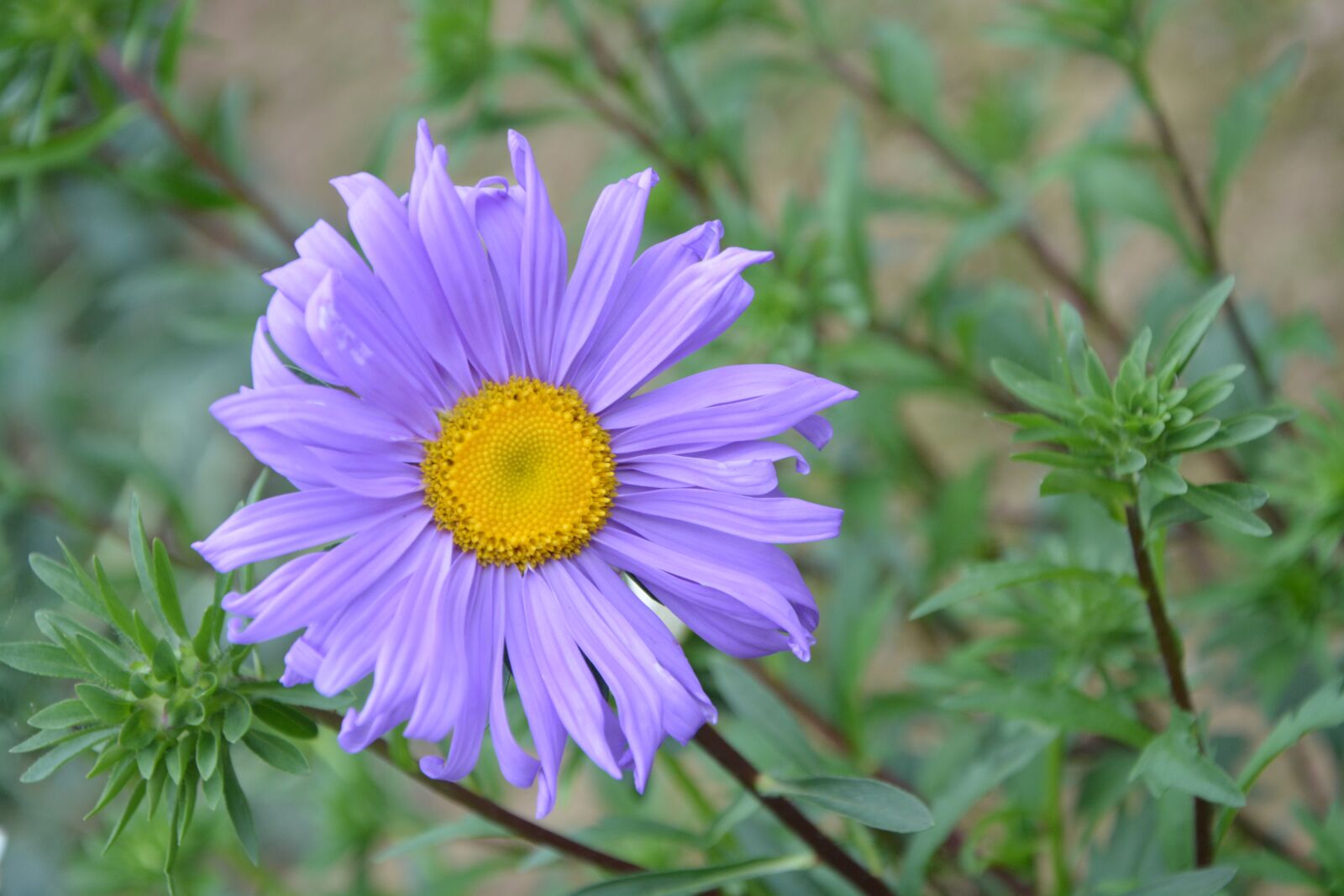 Nikon D5200 sample photo. Flower, purple, violet photography