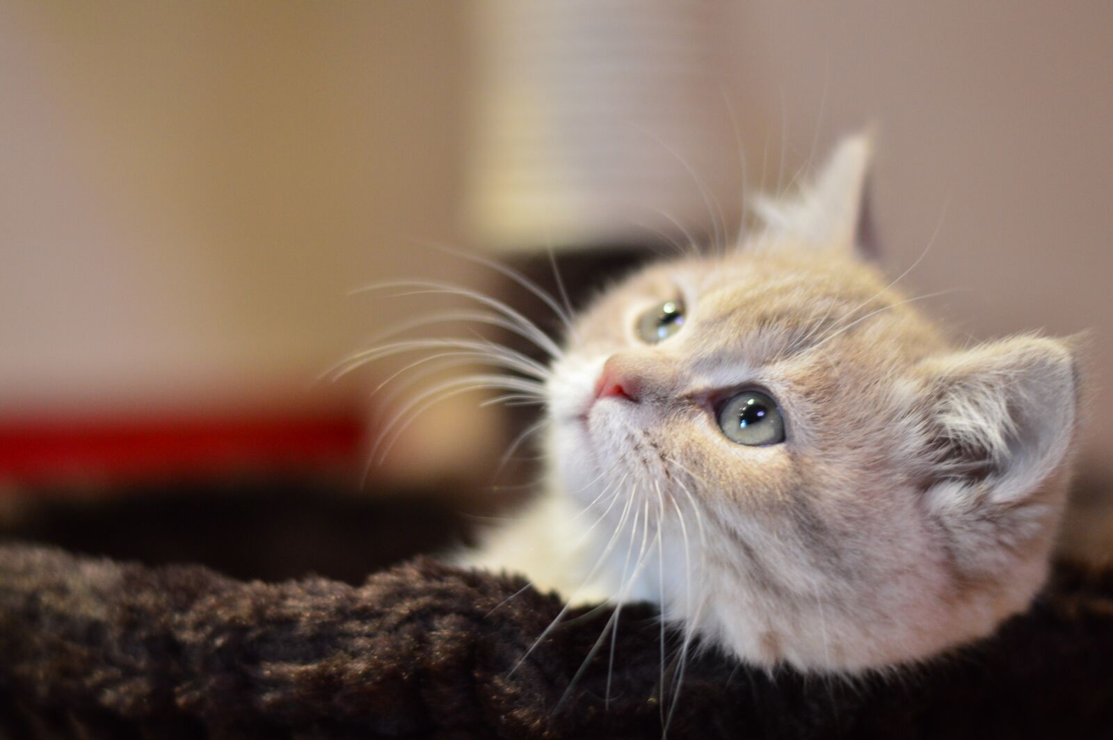 Nikon D3200 sample photo. Cat, cute, kitty photography