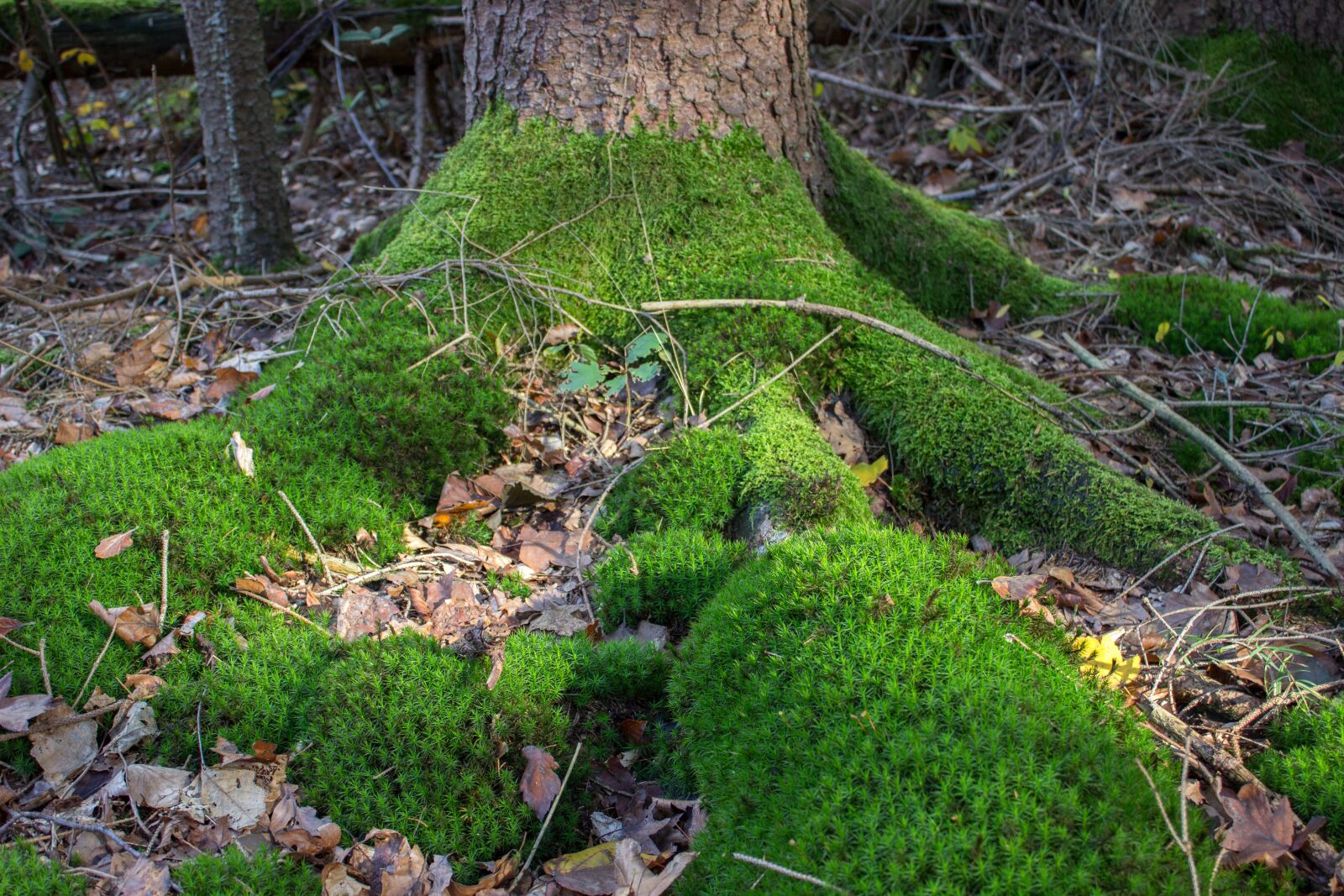 Canon EOS 600D (Rebel EOS T3i / EOS Kiss X5) sample photo. Root, tribe, moss photography