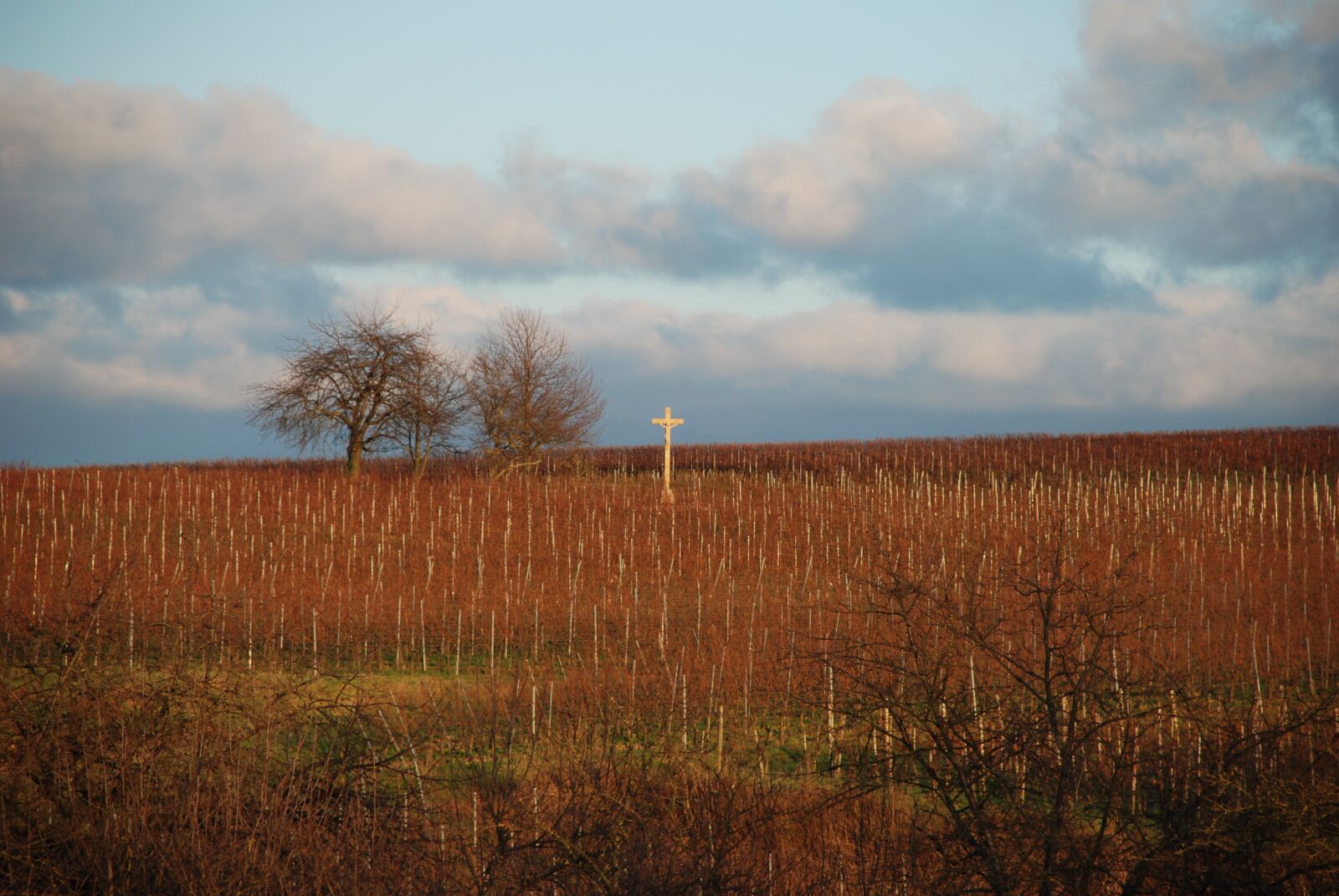 Nikon D80 sample photo. Vineyard, weinberg, landschaft photography