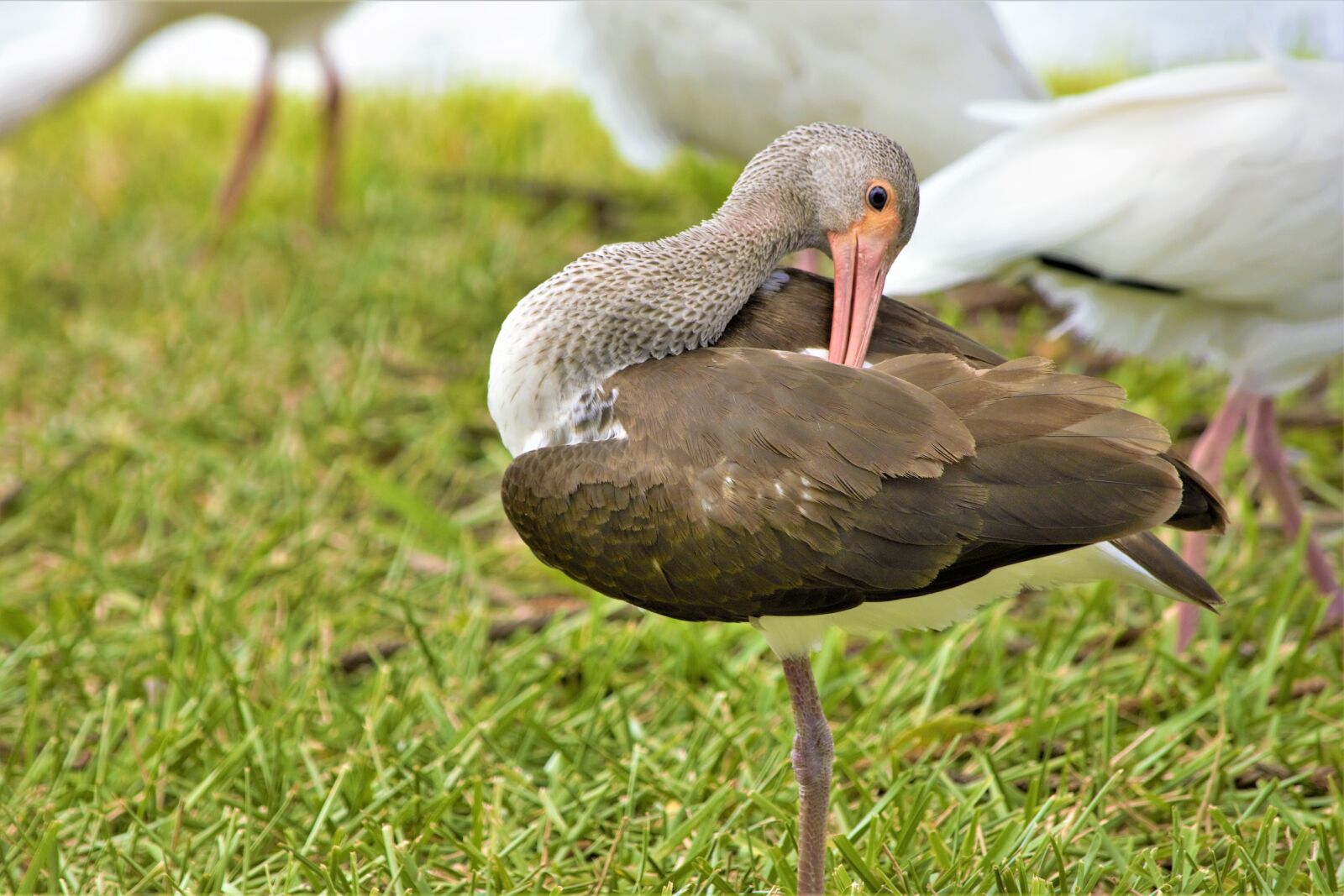 Nikon D7100 sample photo. Ibis, limpkin, wading bird photography