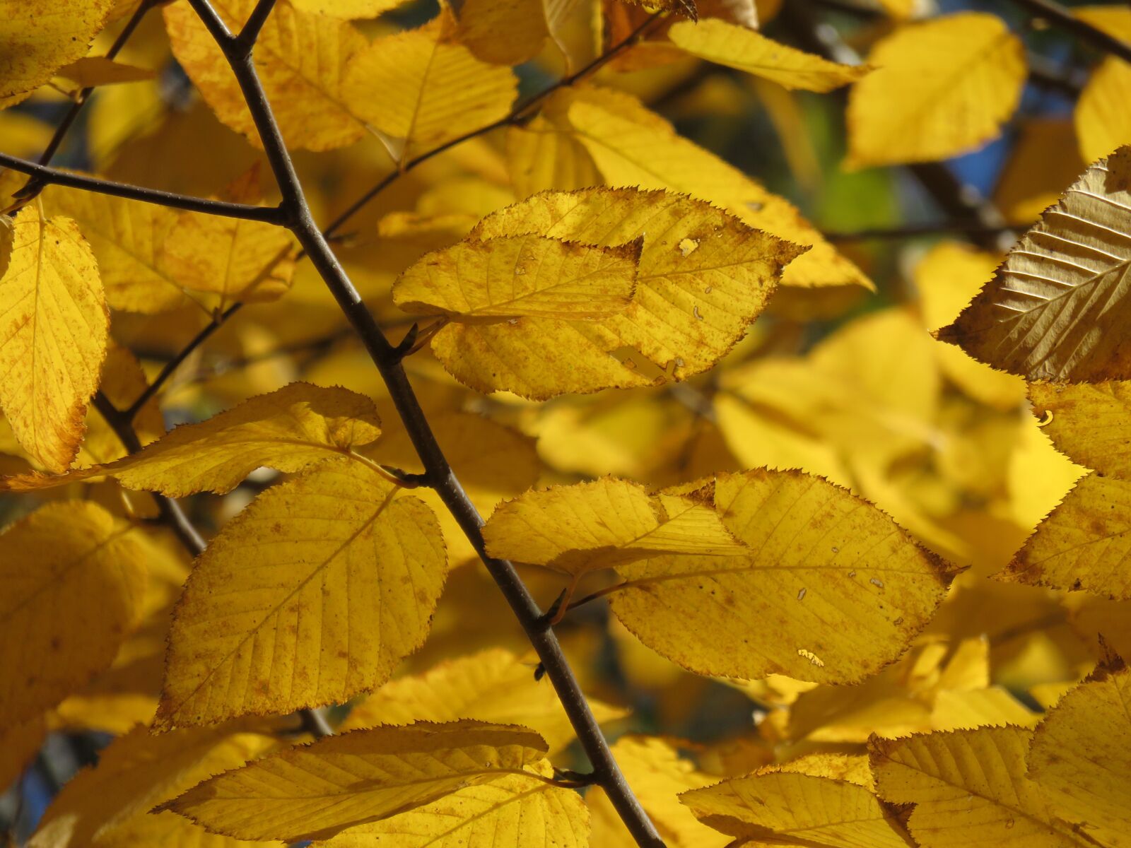 Canon PowerShot SX710 HS sample photo. Autumn, fall, yellow photography