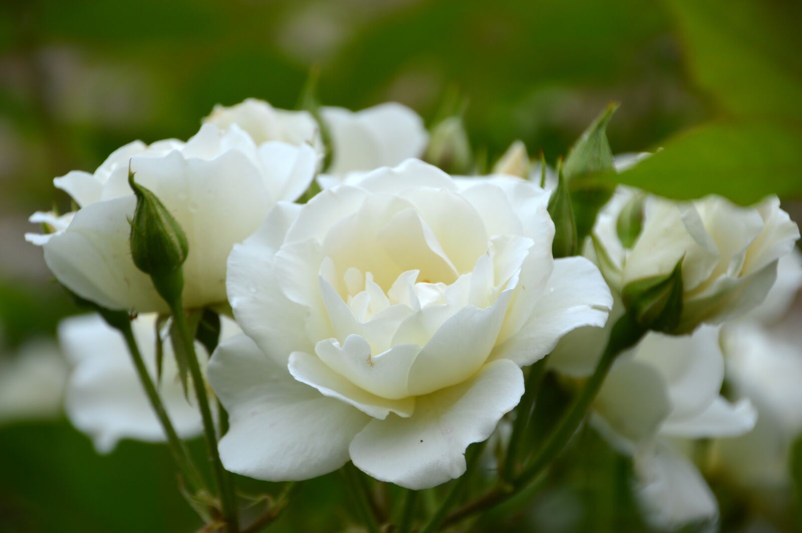 Nikon D3200 sample photo. Flower, pink, white photography