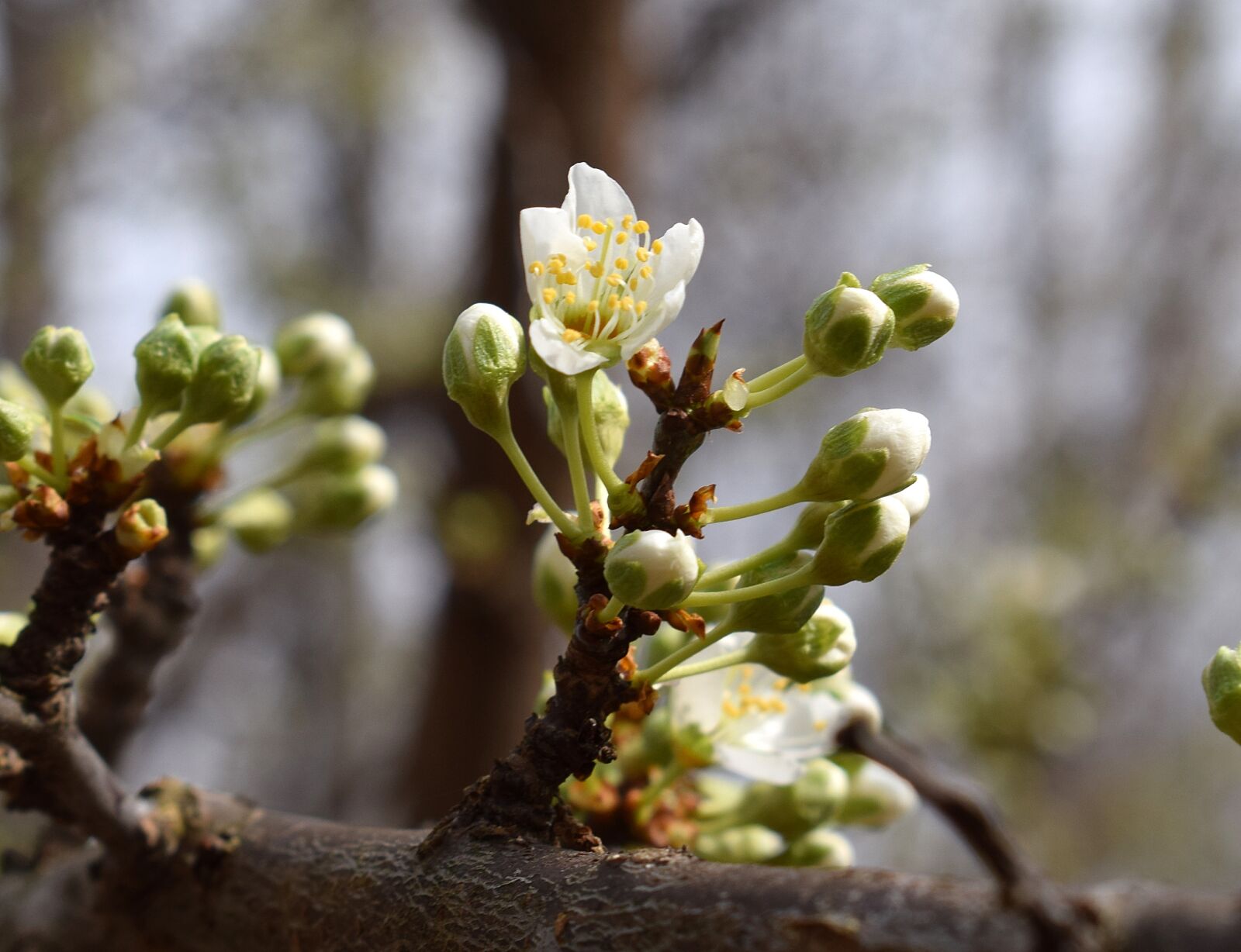 Nikon D3300 sample photo. Cherry blossoms, bud, blossom photography