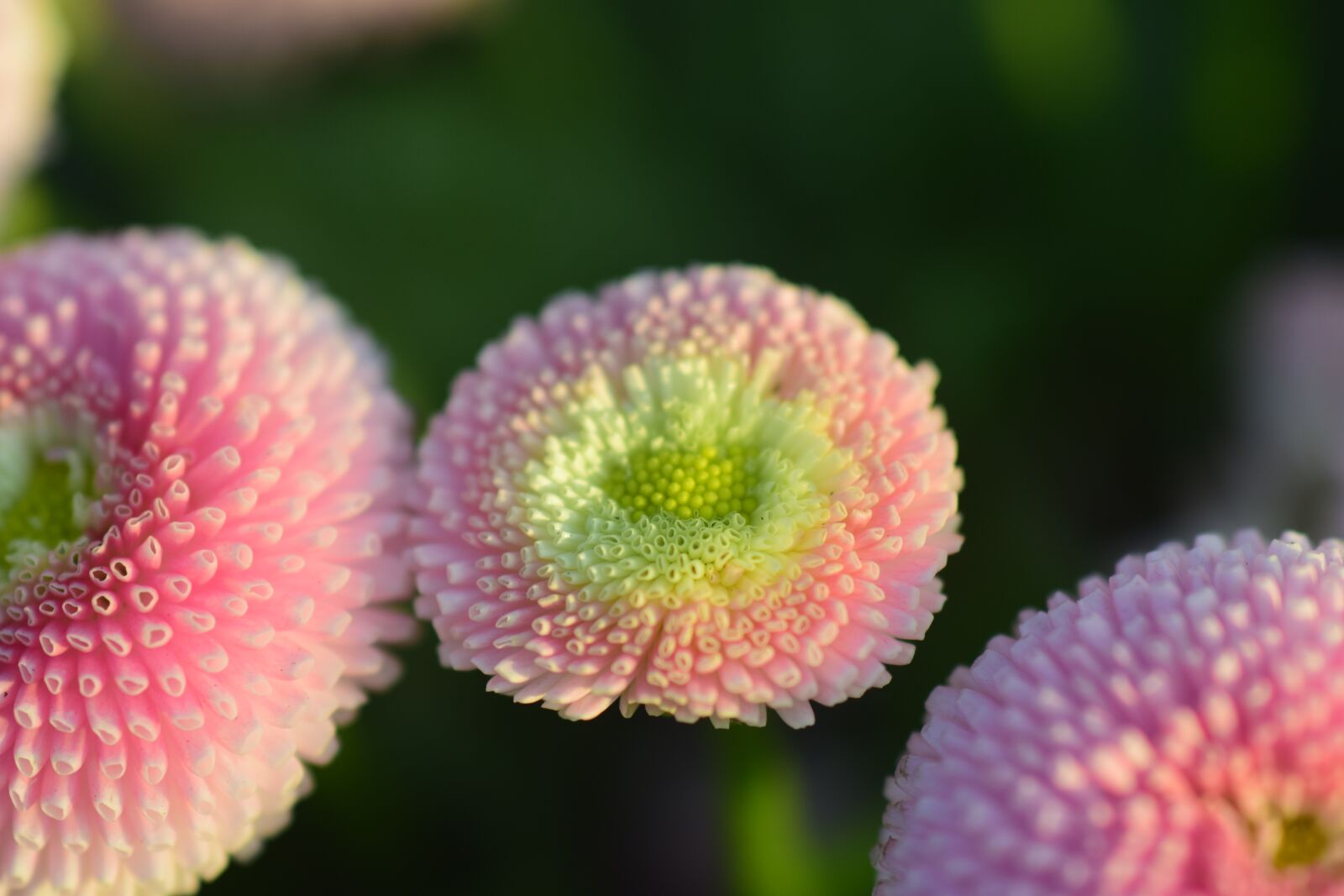 Nikon D3300 sample photo. Daisy, white, pink photography
