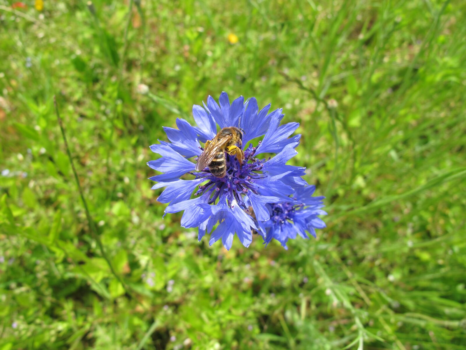 Canon PowerShot G12 sample photo. Bee, pollen, cornflower photography