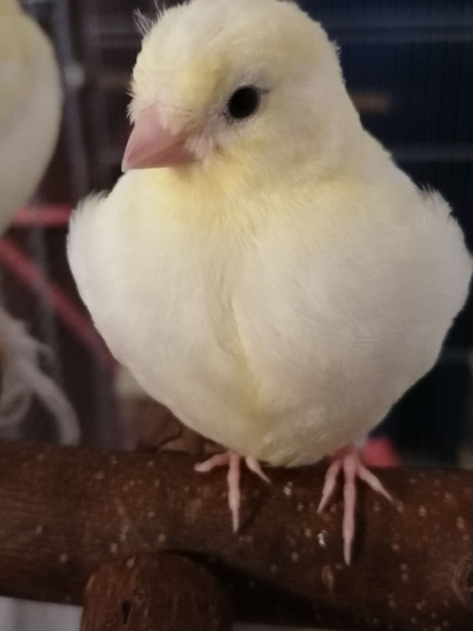 HUAWEI P30 LITE sample photo. Young bird, chicks, never photography