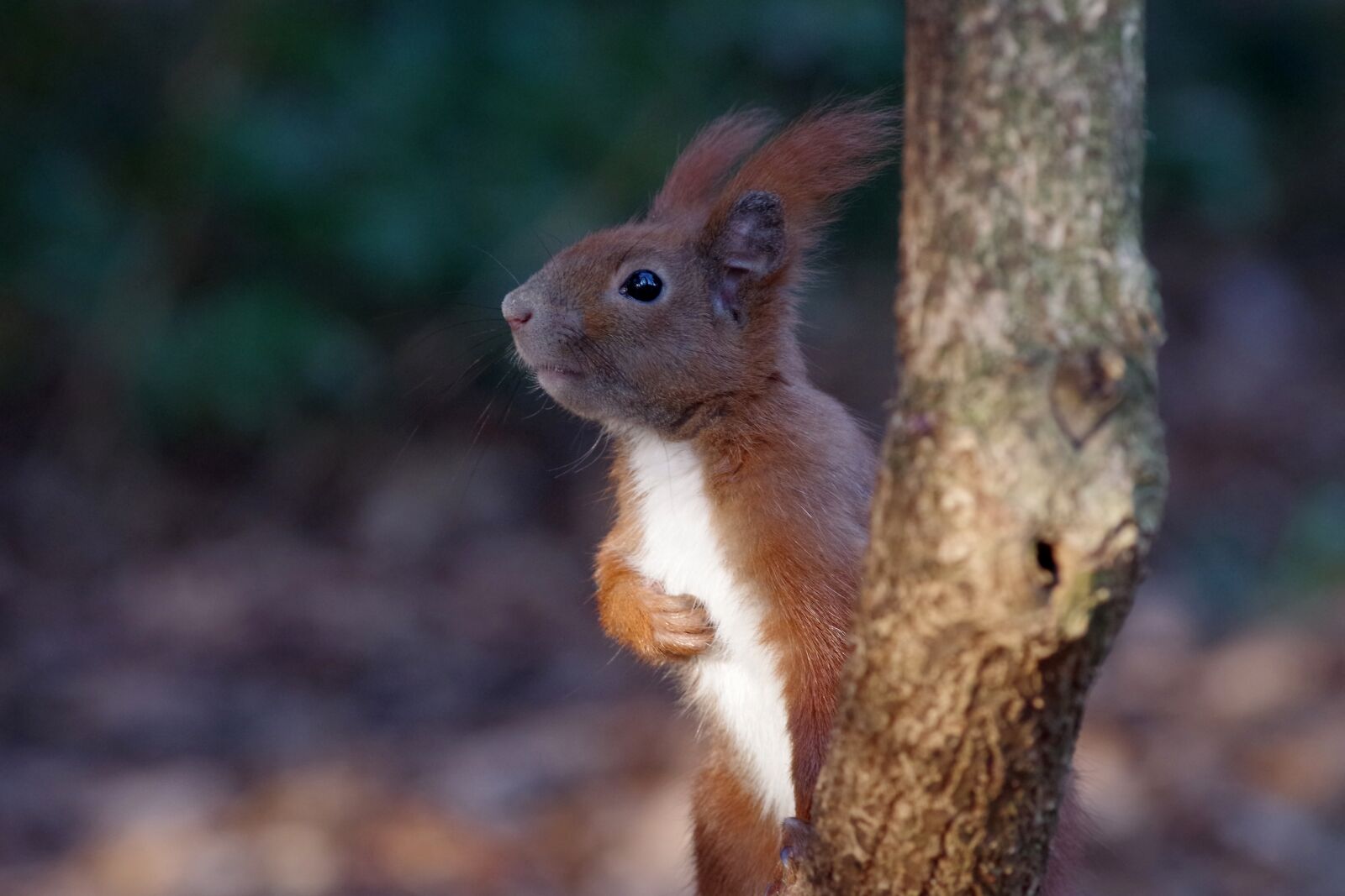Pentax K-30 sample photo. Squirrel, forest, fur photography