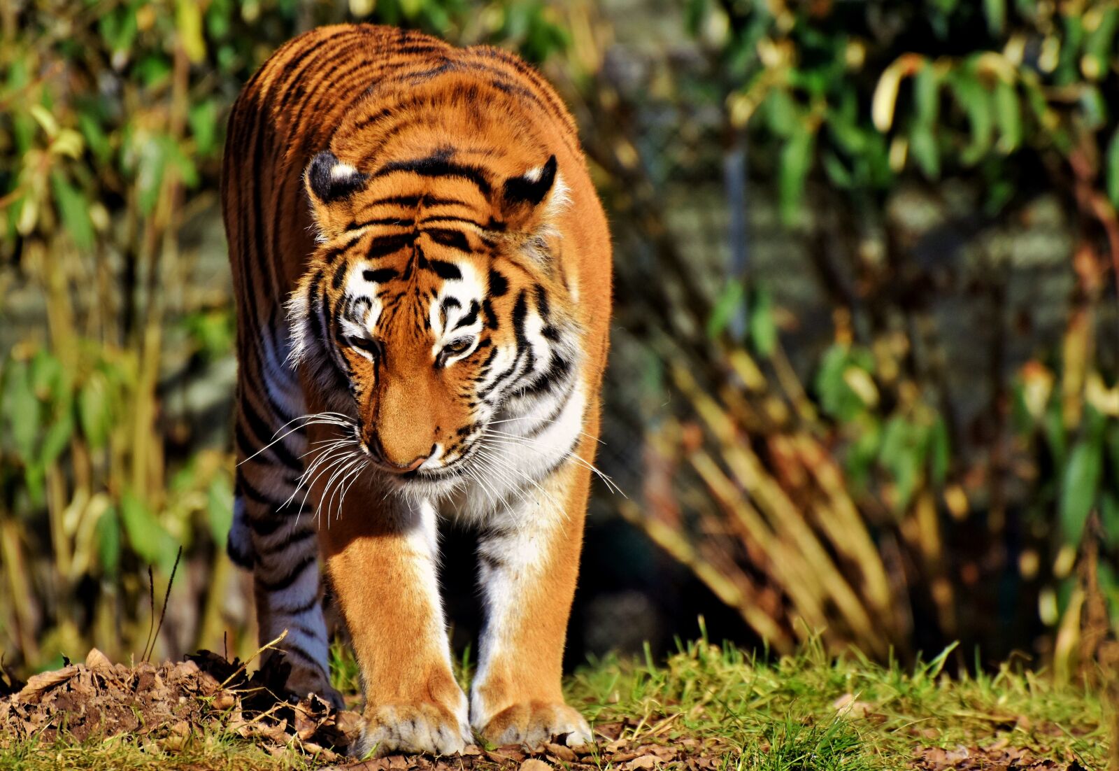 Nikon D7200 sample photo. Tiger, big cat, predator photography