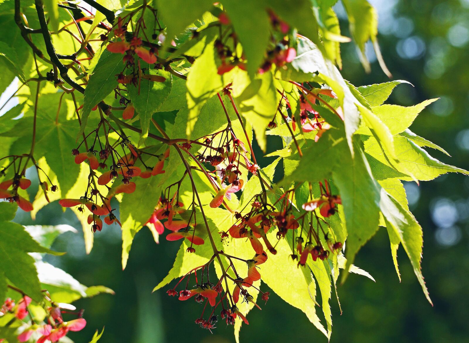 Panasonic Lumix DMC-GH3 sample photo. Tree, plant, leaf, forest photography