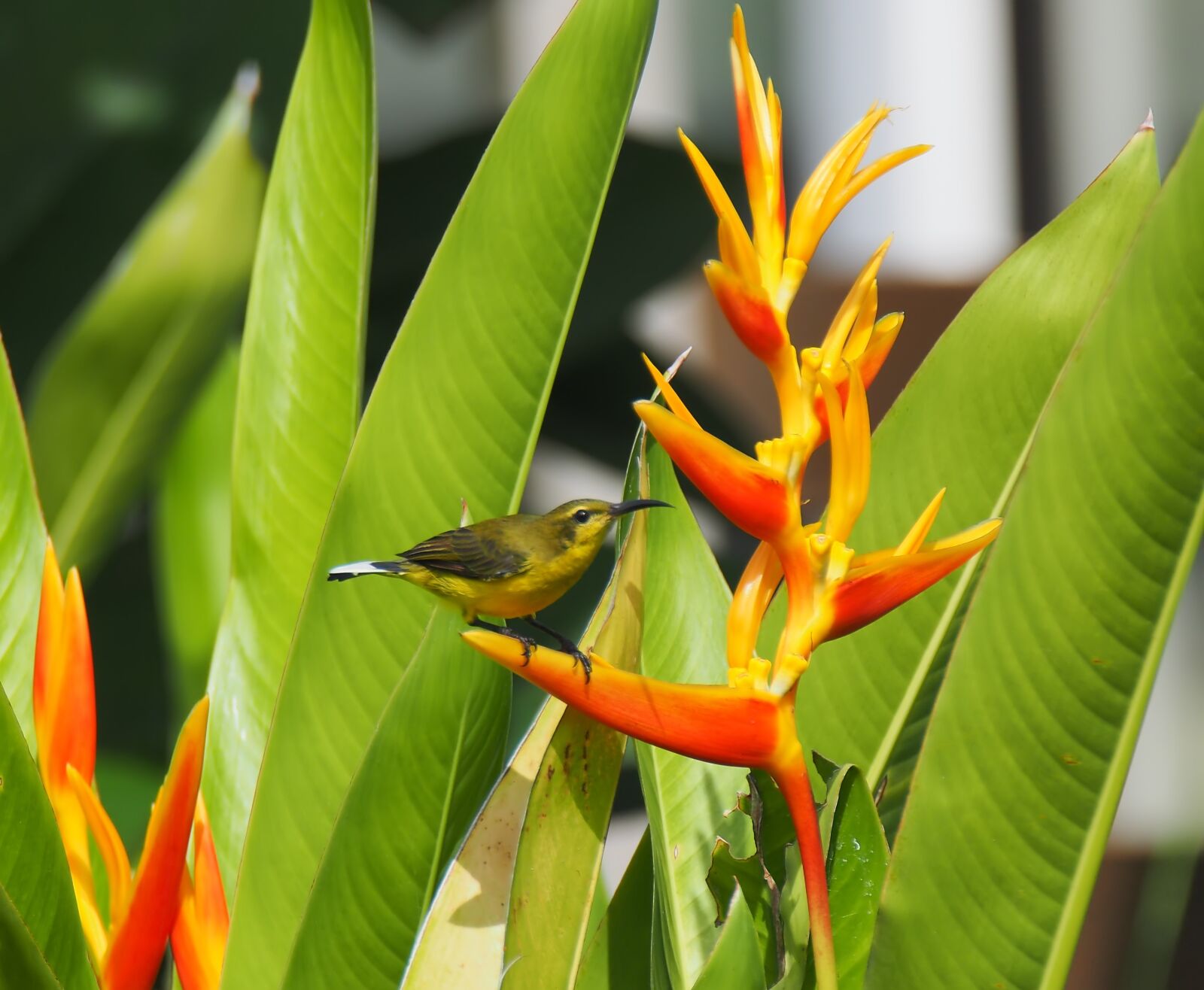 Olympus OM-D E-M1 sample photo. Bird, flower, tropical photography