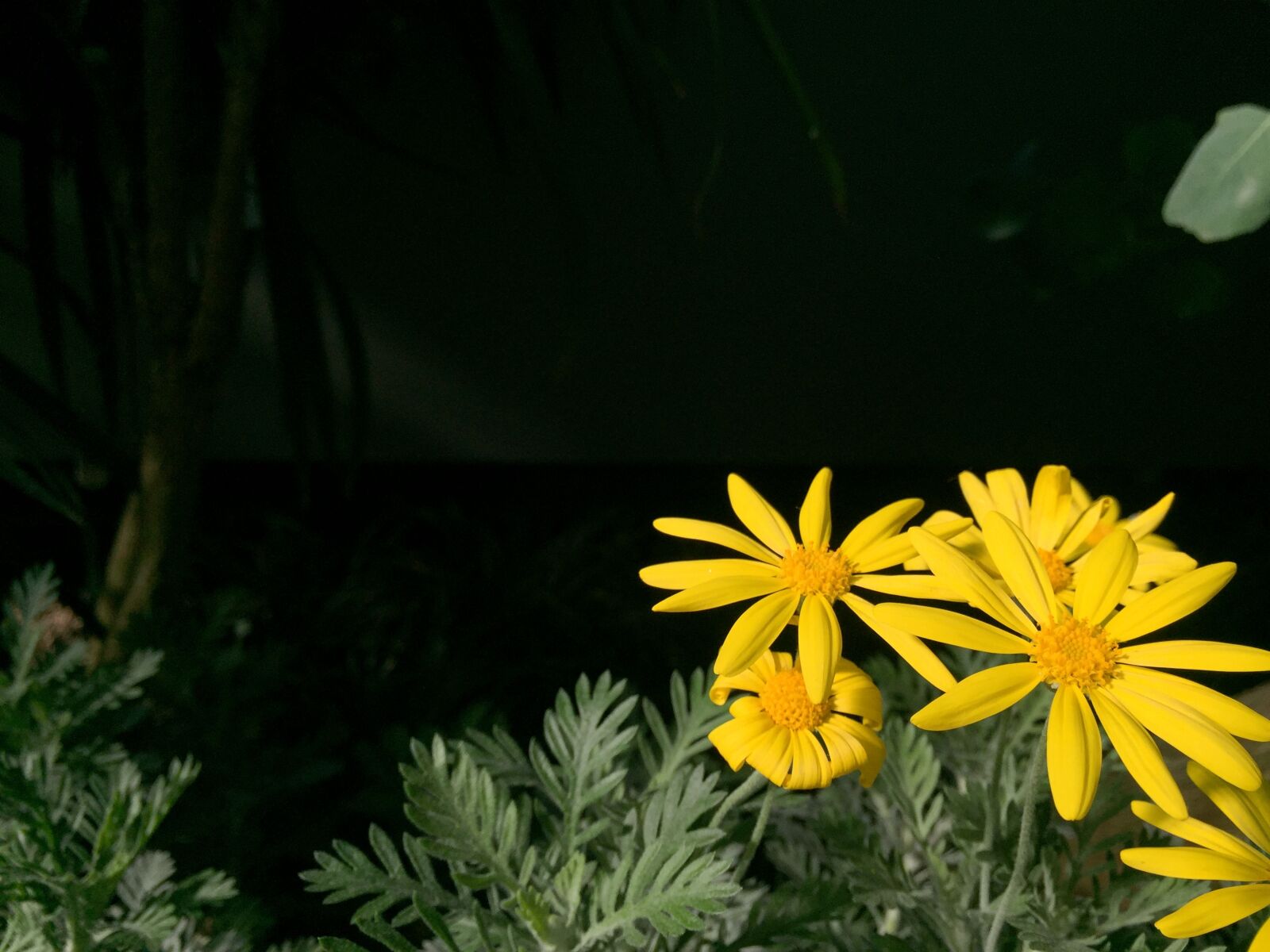 iPhone 6 Plus back camera 4.15mm f/2.2 sample photo. Nature, flower, plant photography