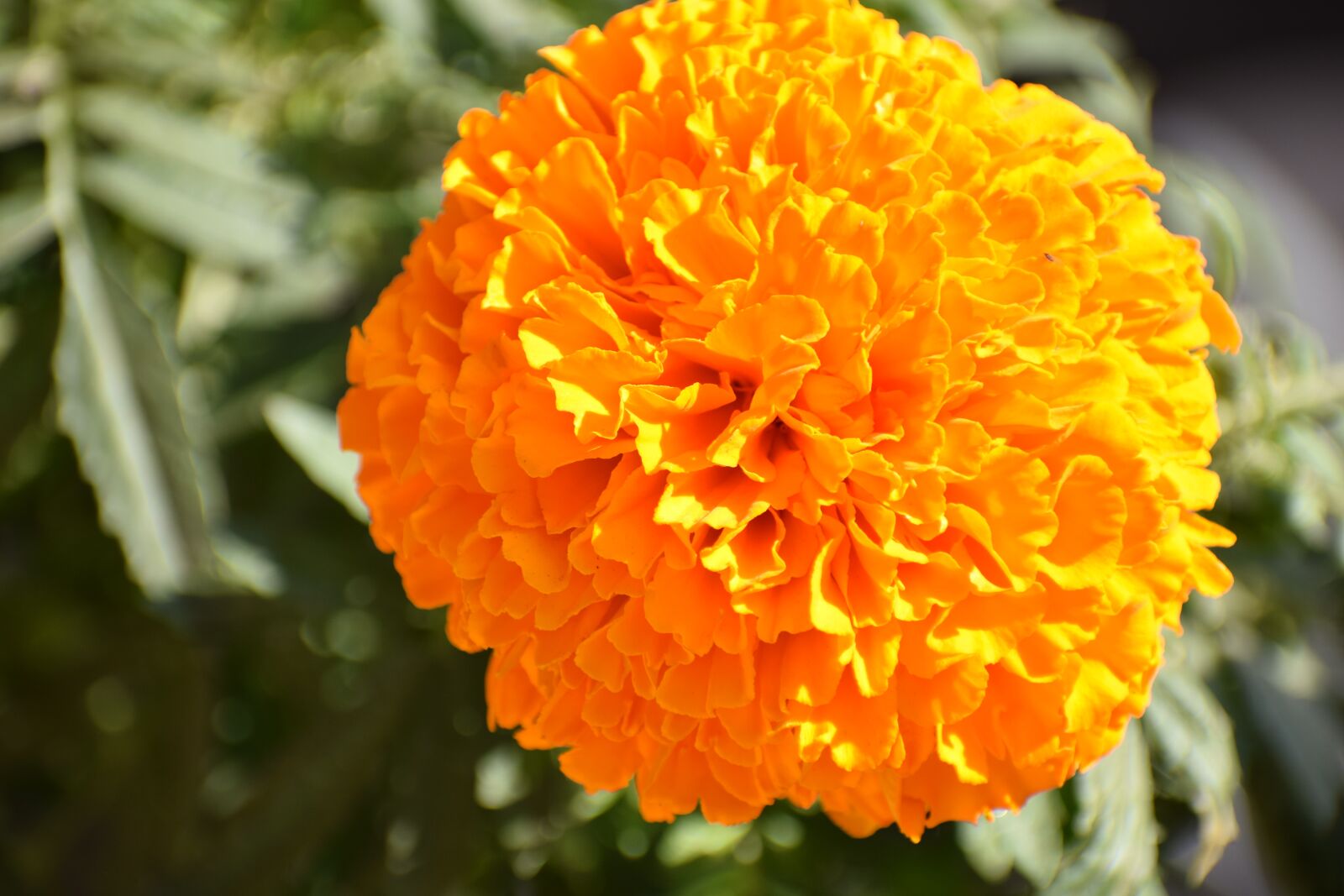 Nikon D3300 sample photo. Marigold, plant, garden photography