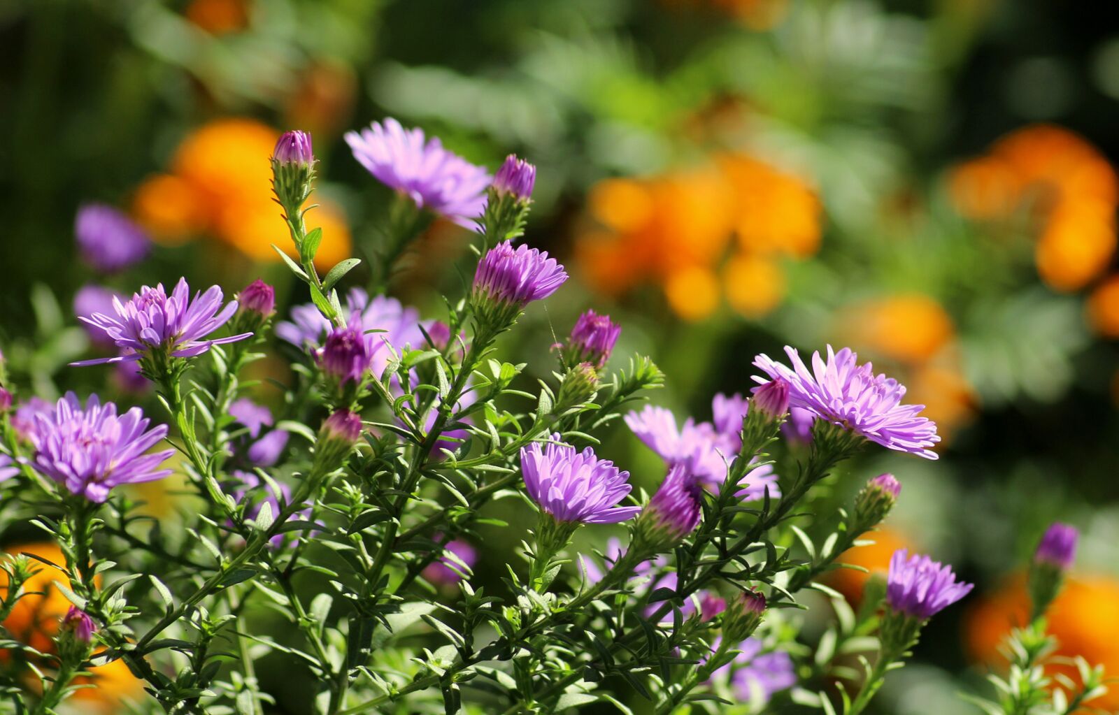 Canon EOS 1200D (EOS Rebel T5 / EOS Kiss X70 / EOS Hi) sample photo. Flowers, violet, autumn photography
