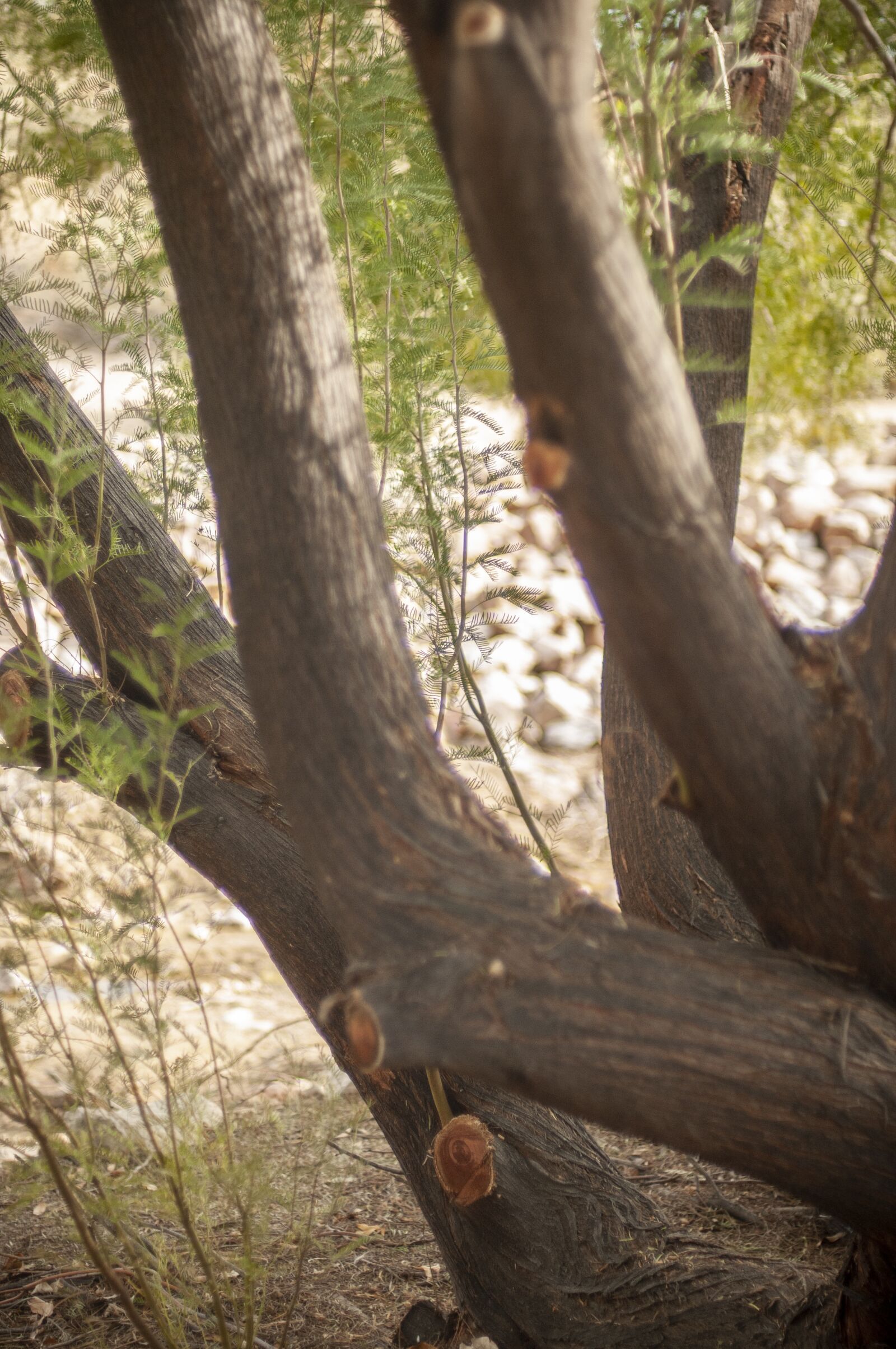 Nikon D300S sample photo. Desert tree, foliage, vegas photography