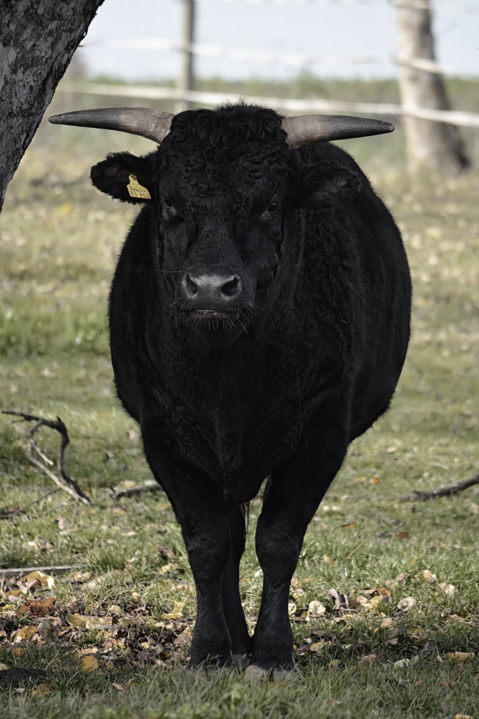Nikon D5200 sample photo. Bull, the horn of photography