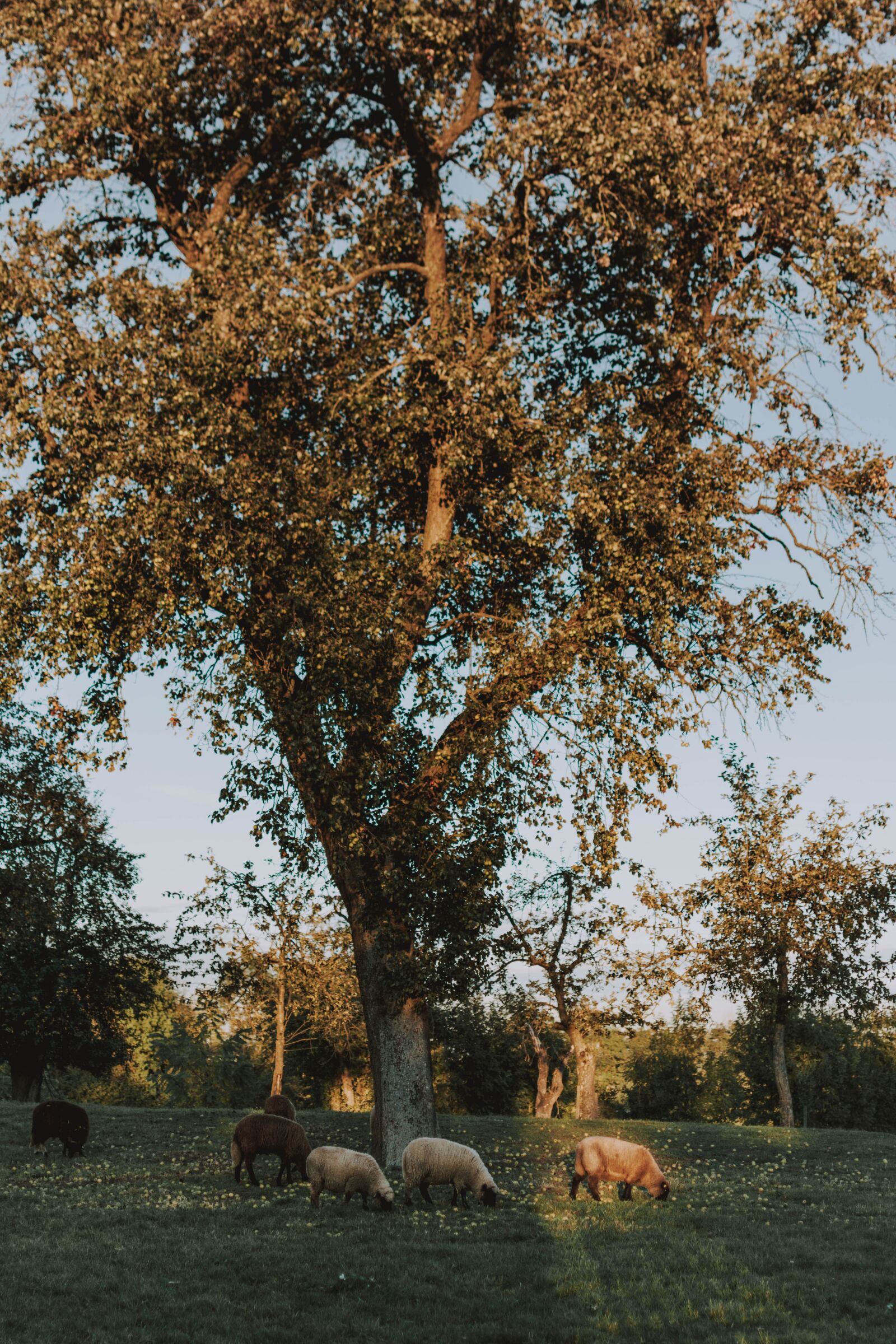 Nikon D5200 sample photo. Nature, landscape, forest photography
