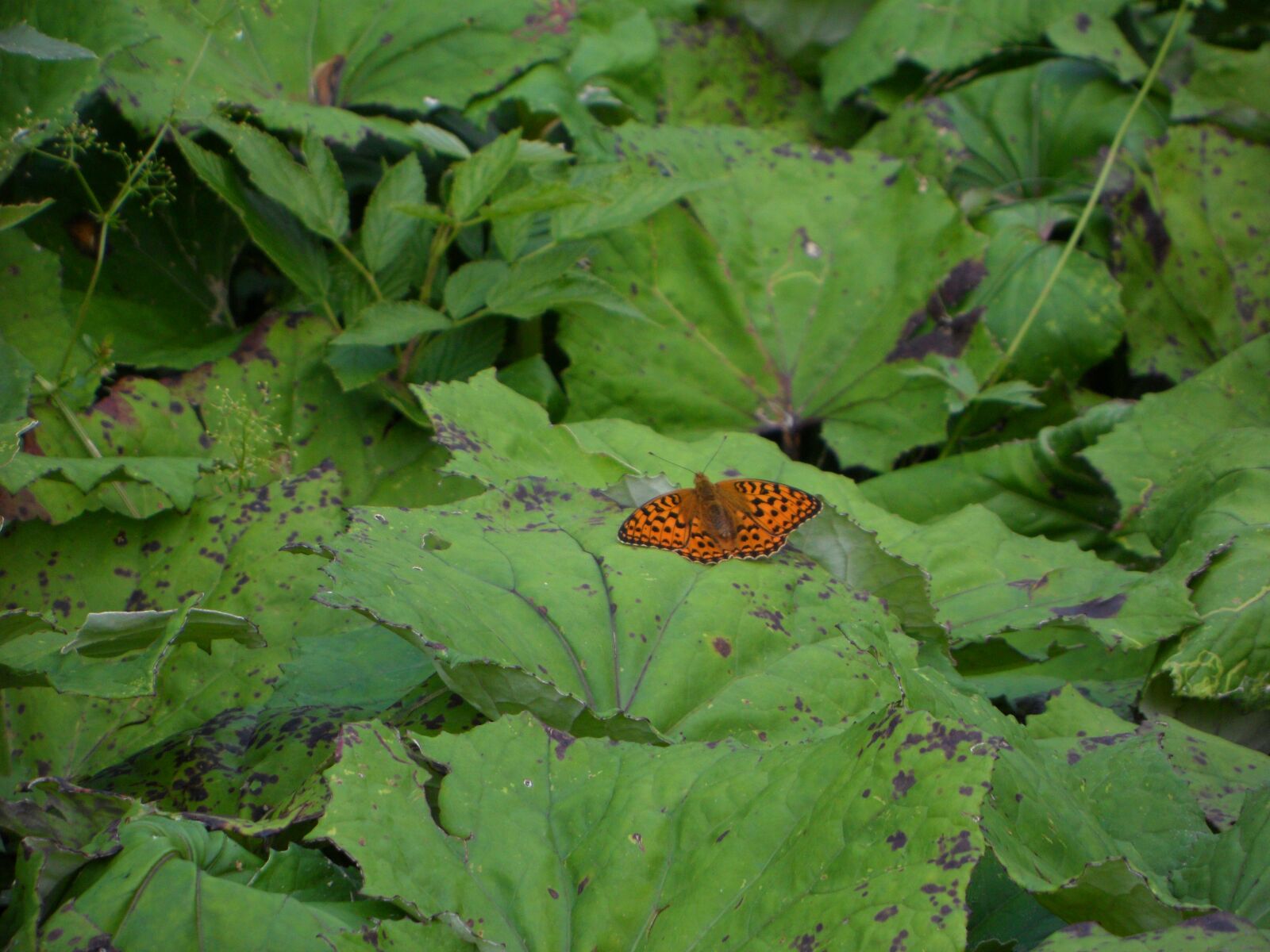 Samsung VLUU WB210, SAMSUNG WB210 sample photo. Fritillary, butterfly, orange photography