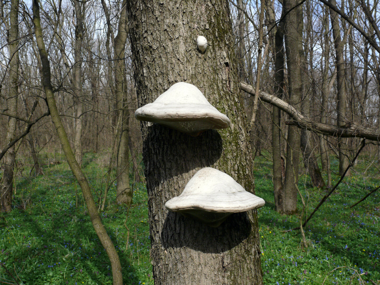 Panasonic DMC-FZ50 sample photo. Mushrooms photography