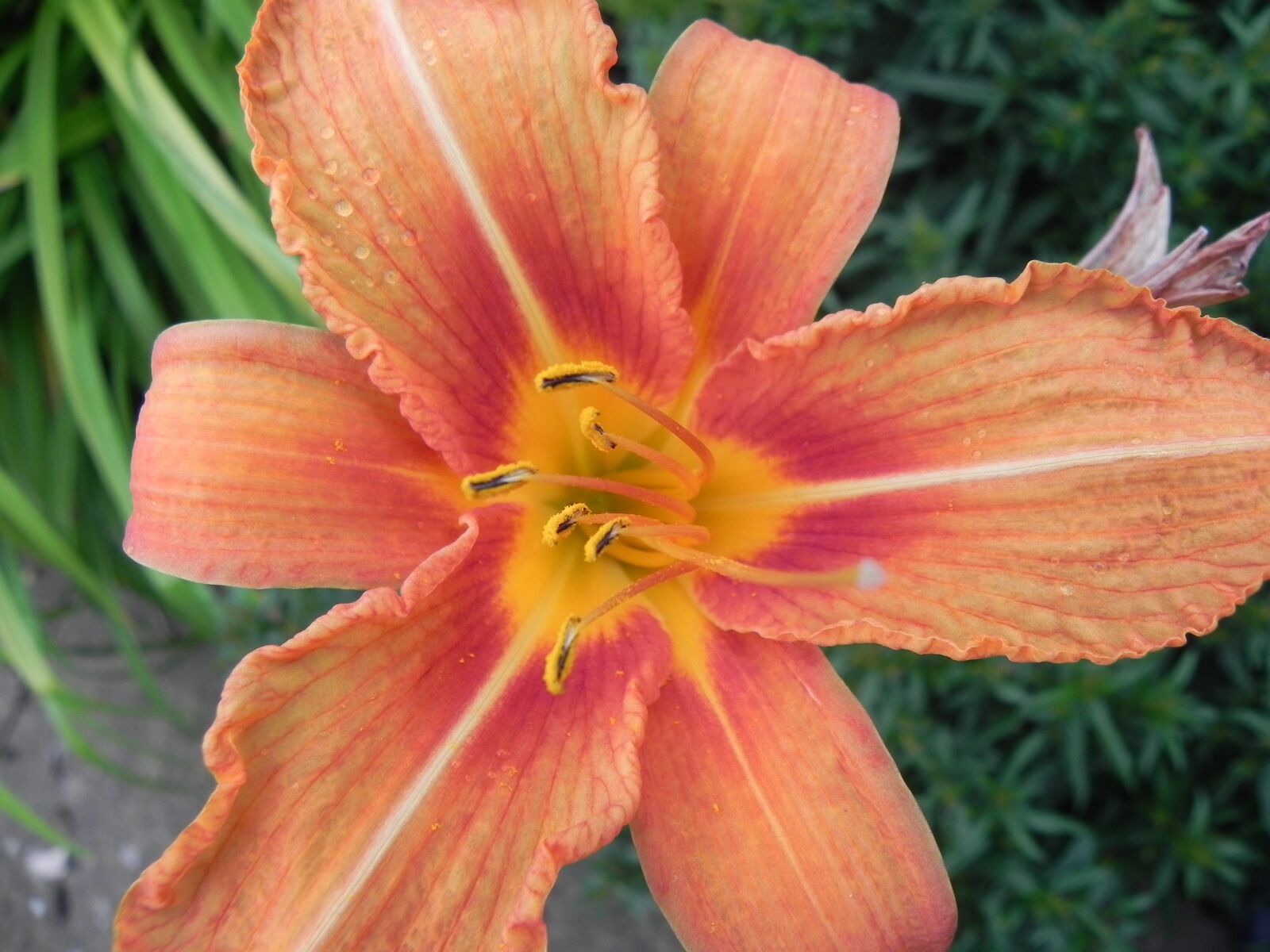 Nikon Coolpix P100 sample photo. Orange, yellow, red photography