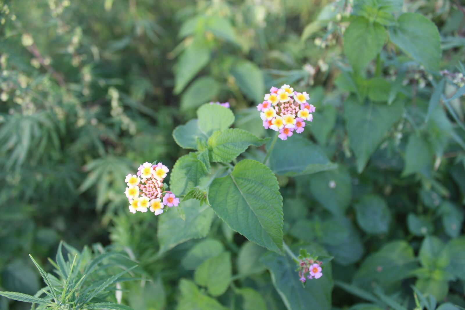 Canon EOS 1300D (EOS Rebel T6 / EOS Kiss X80) sample photo. Flowers, greenery, outdoor photography