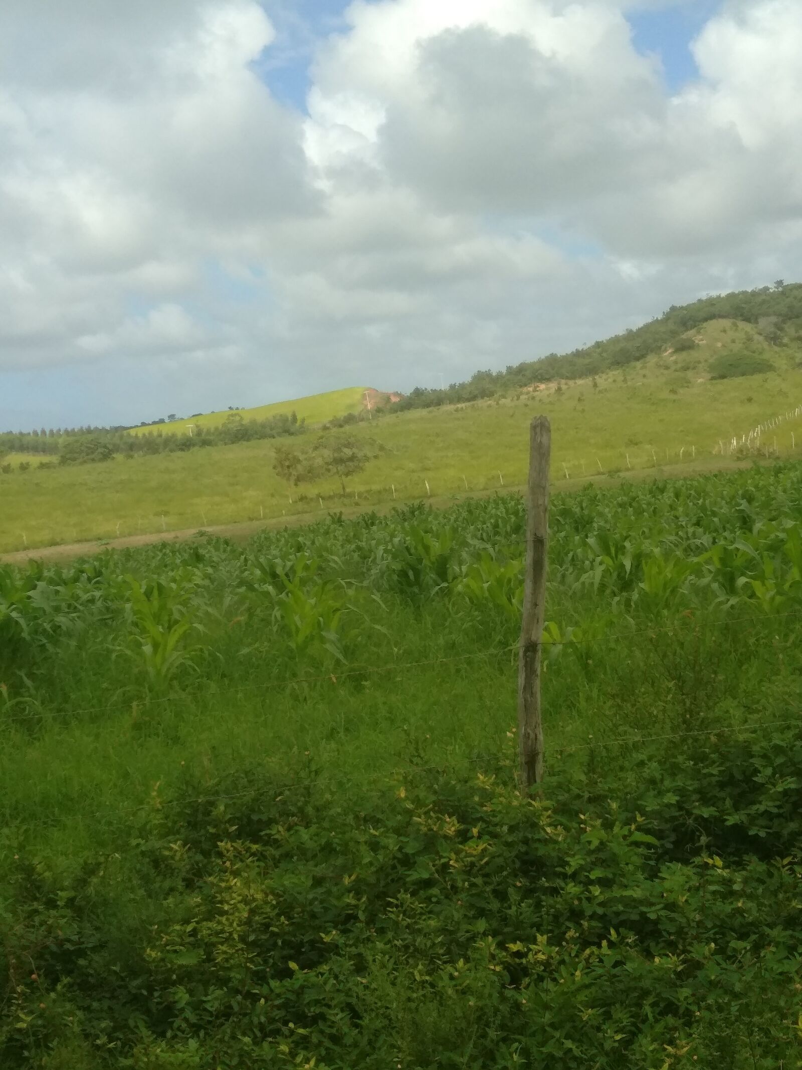 ASUS ZenFone 4 Selfie (ZD553KL) sample photo. Interior, mato, nature photography