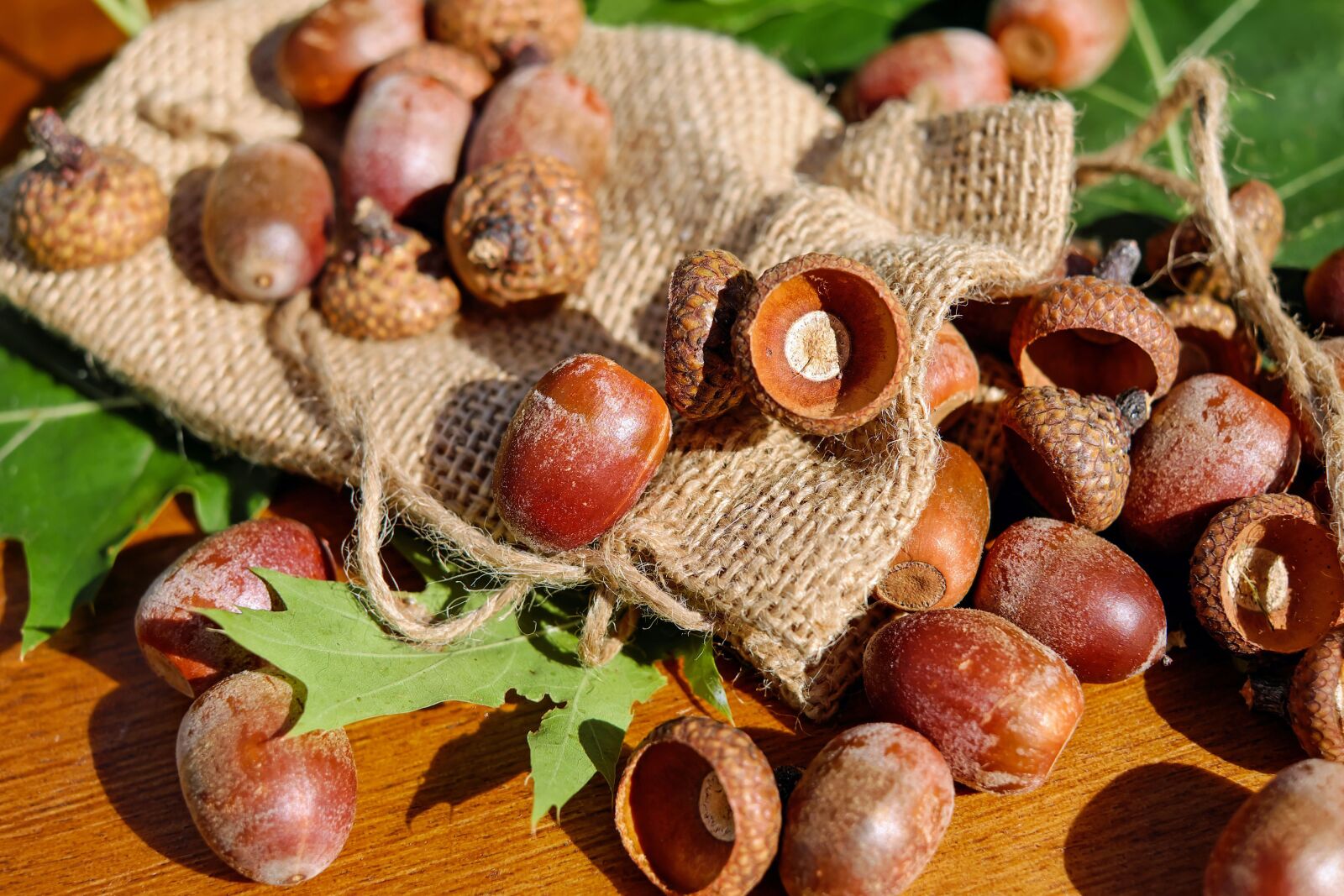 Fujifilm X-T10 + Fujifilm XF 35mm F1.4 R sample photo. Acorns, tree fruit, fruits photography