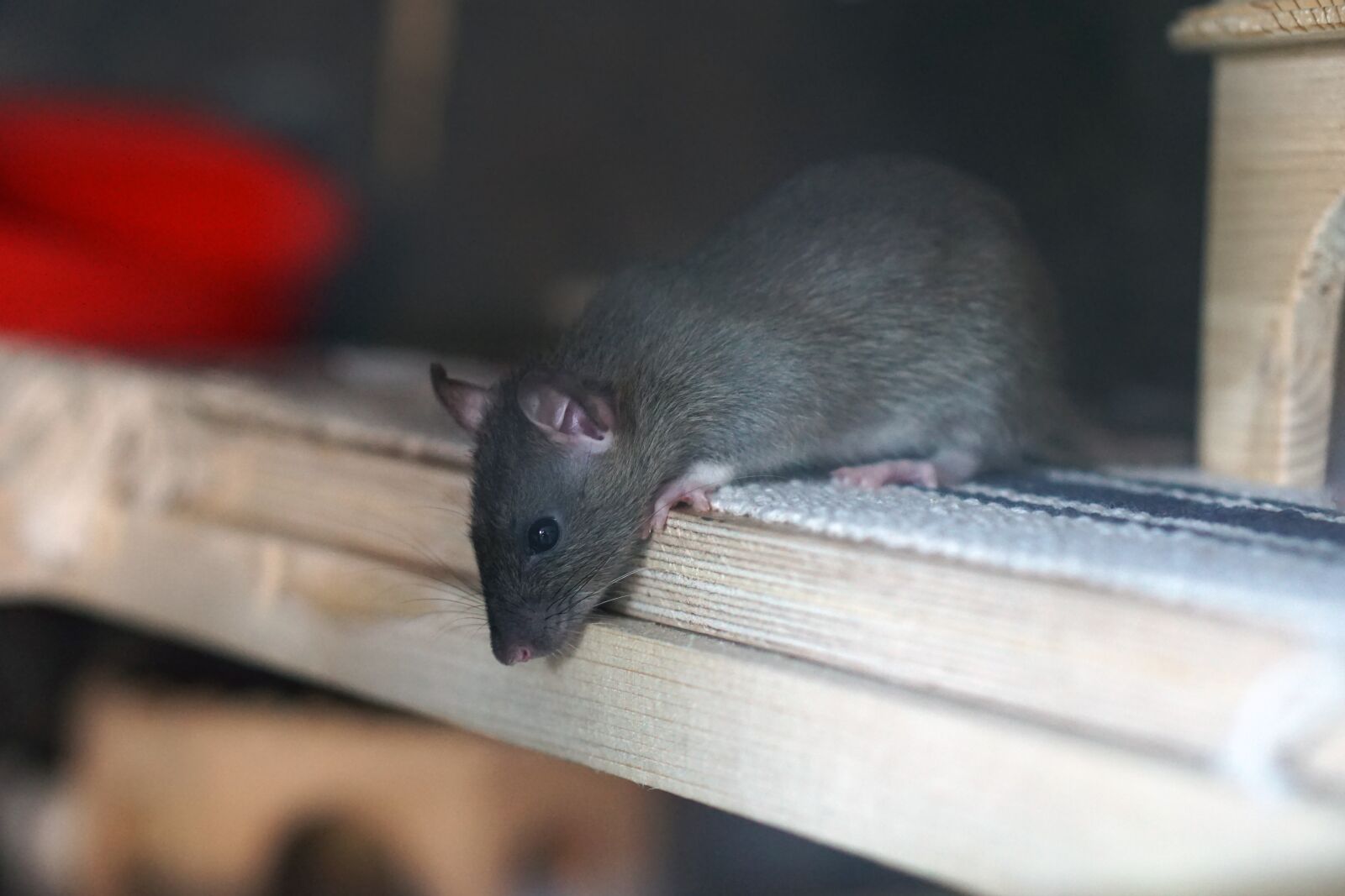 E 50mm F1.8 OSS sample photo. Rat, brown, baby photography