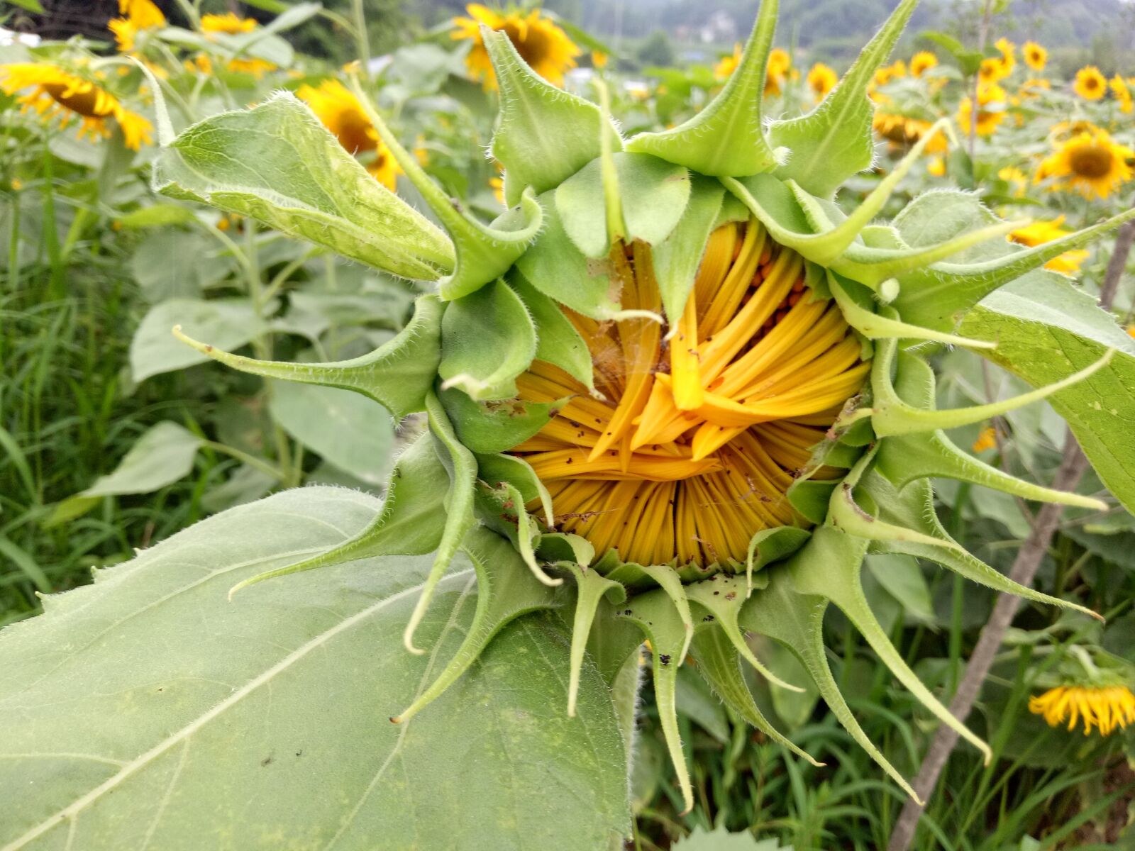 OPPO R9k sample photo. Sunflower, bud, green photography