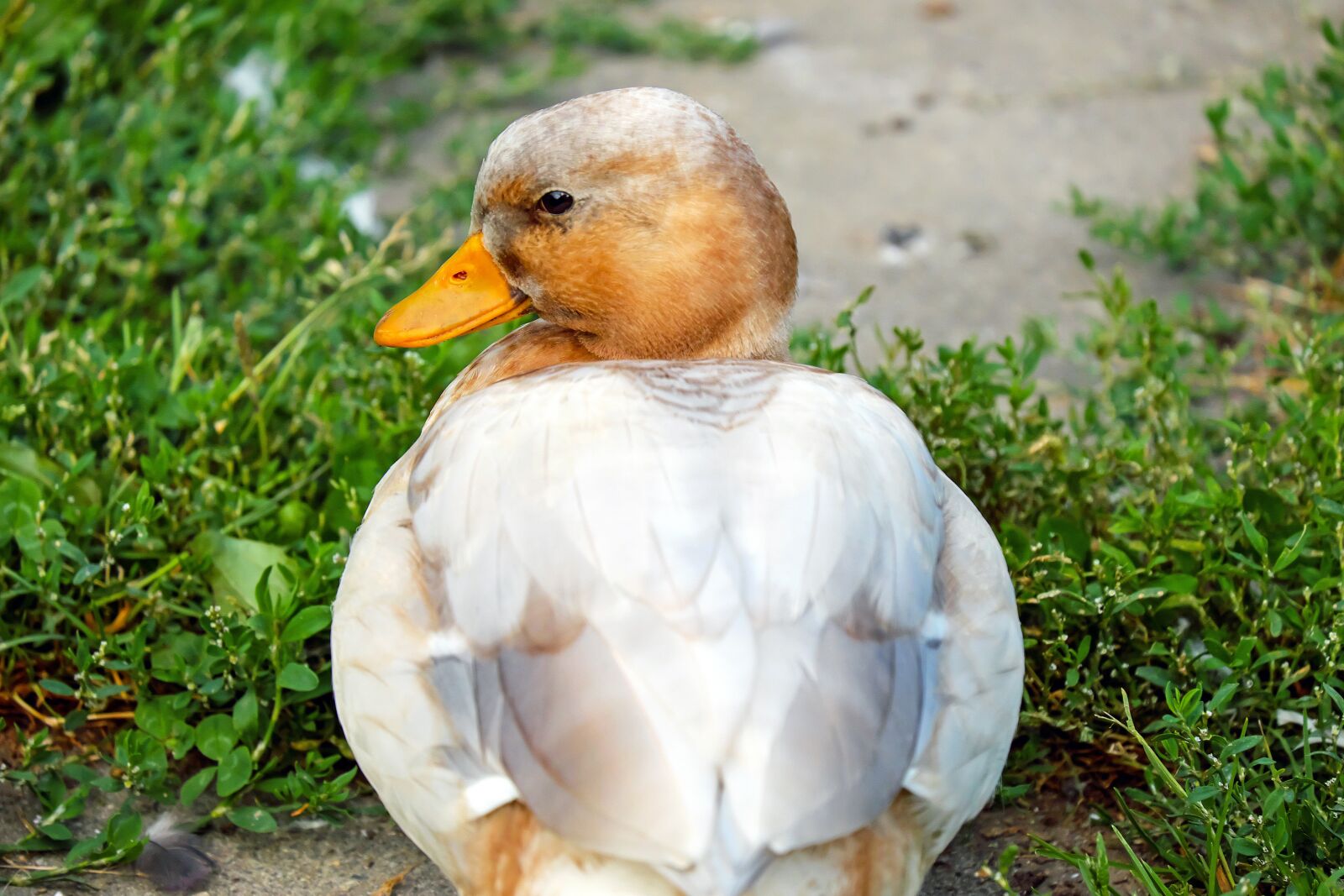 Fujifilm X-T10 + Fujifilm XC 50-230mm F4.5-6.7 OIS sample photo. Duck, water bird, animal photography