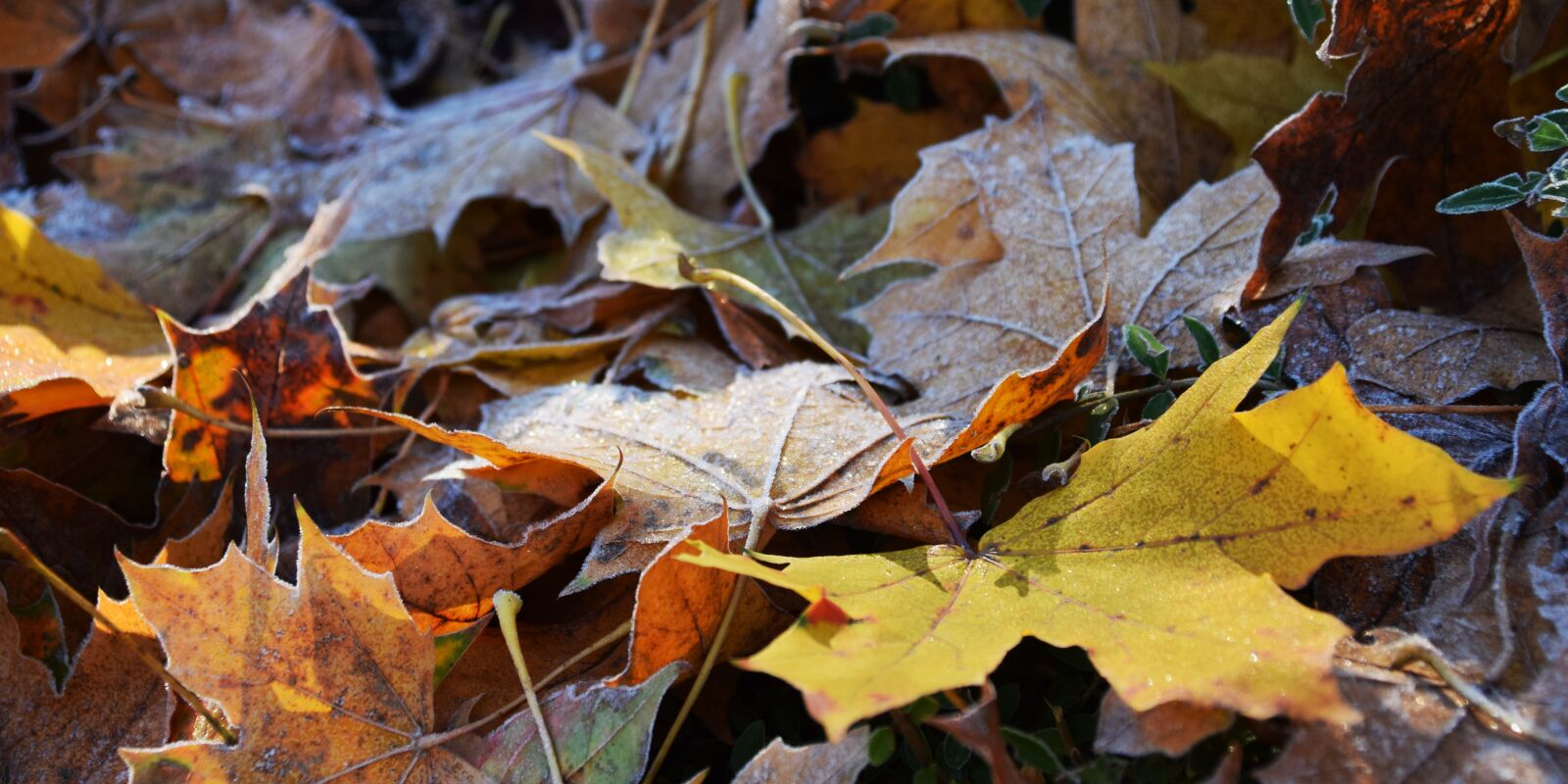 Nikon D3300 sample photo. Leaves, frost, nature photography