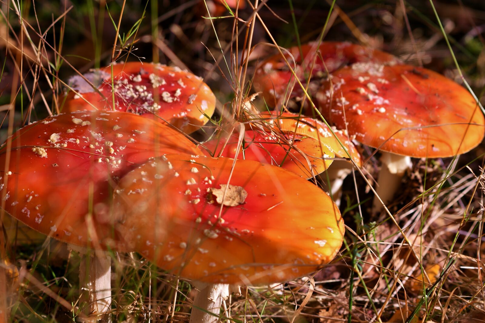 Nikon D500 sample photo. Mushrooms, fly agaric, autumn photography