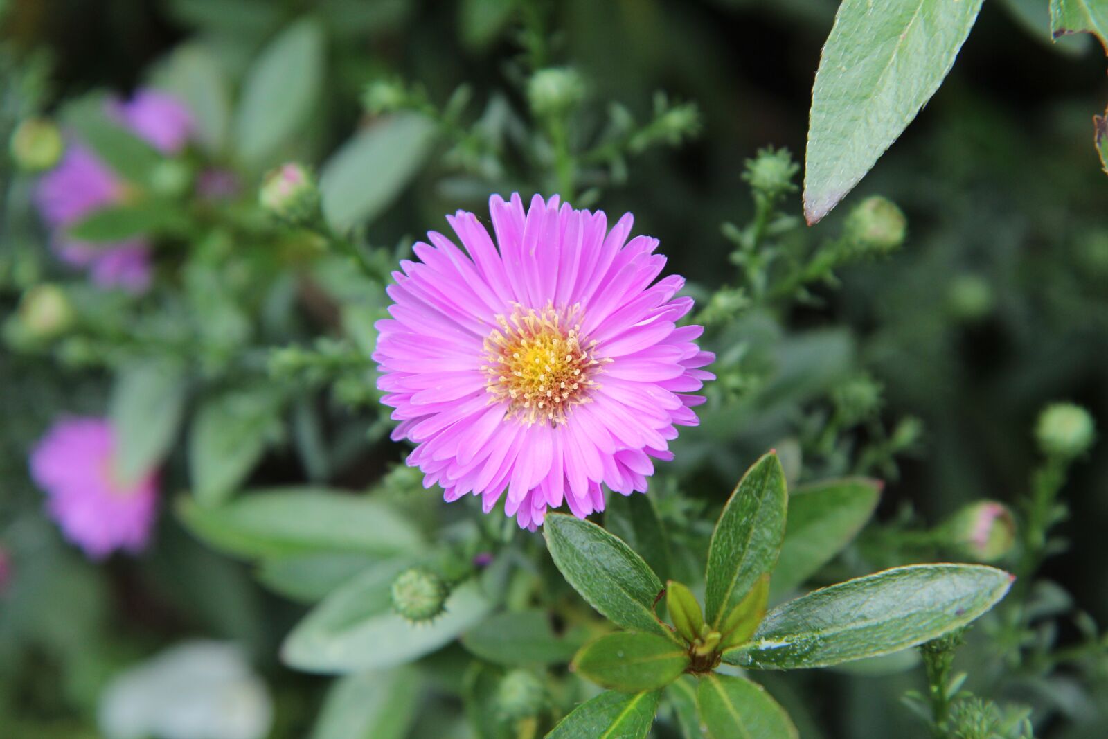 Canon EOS 600D (Rebel EOS T3i / EOS Kiss X5) sample photo. Aster, aster pink, flowering photography