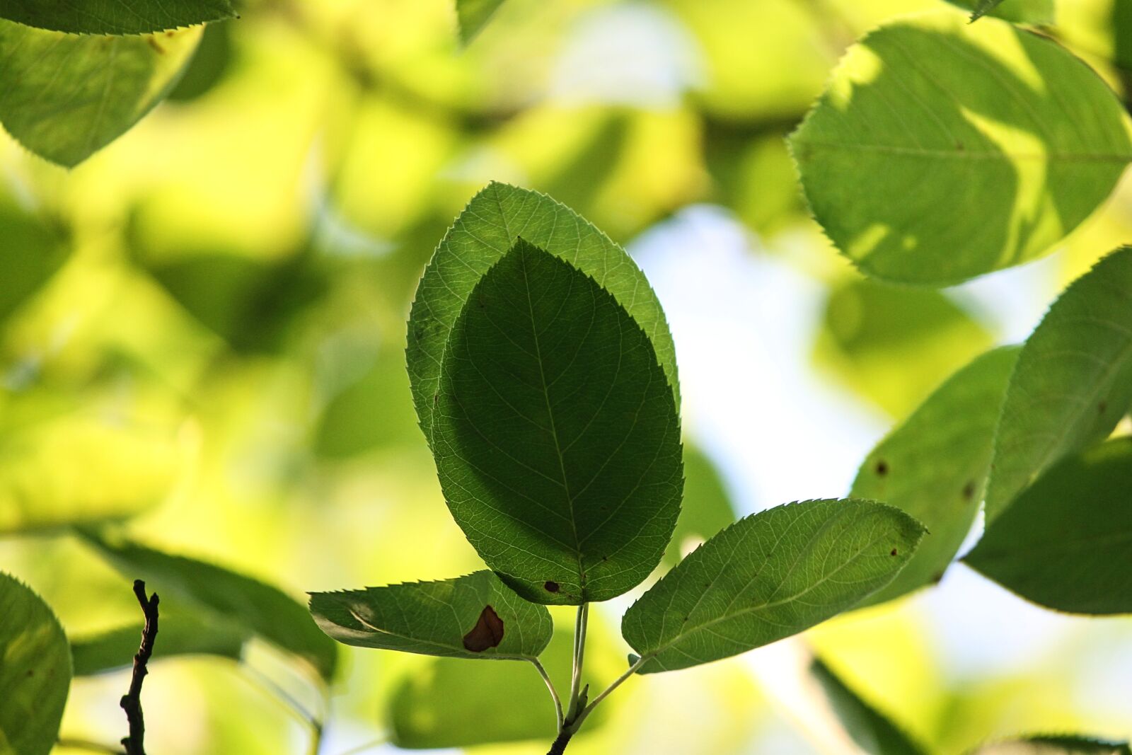Canon EOS 1100D (EOS Rebel T3 / EOS Kiss X50) sample photo. Shadow, leaves, branches photography