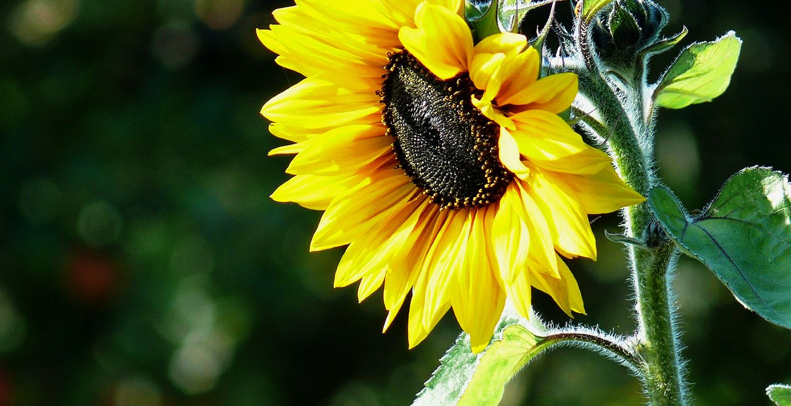 Leica V-LUX 1 sample photo. Sunflower, sunflower seeds, sunflower photography