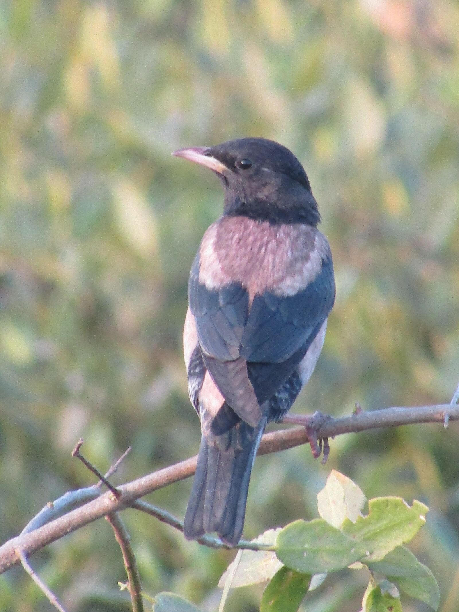 Canon POWERSHOT SX430 IS sample photo. Starling, rosy, bird photography