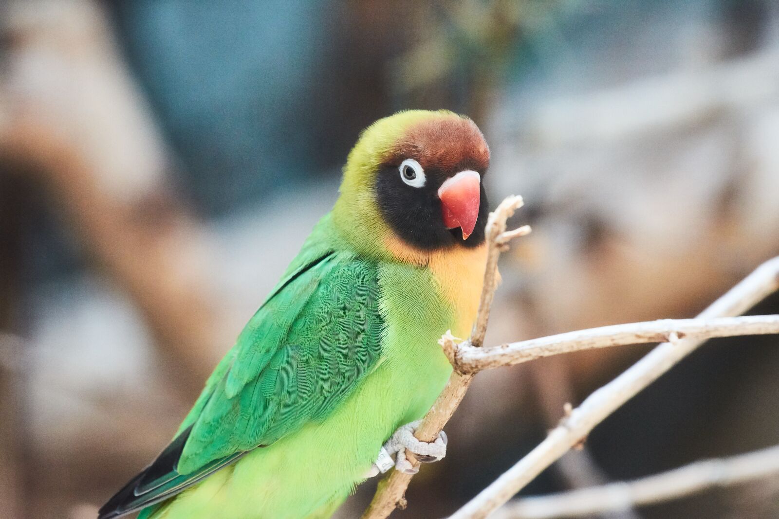 Nikon AF-S Nikkor 200-500mm F5.6E ED VR sample photo. Parrot, bird, colorful photography