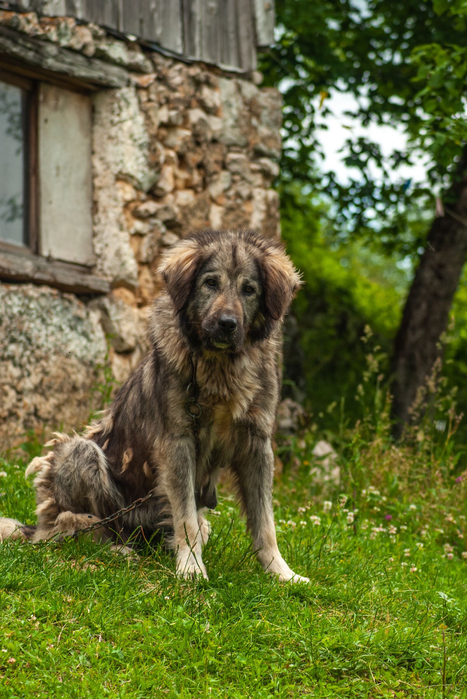 Nikon D60 sample photo. Dog, guard dog, animal photography