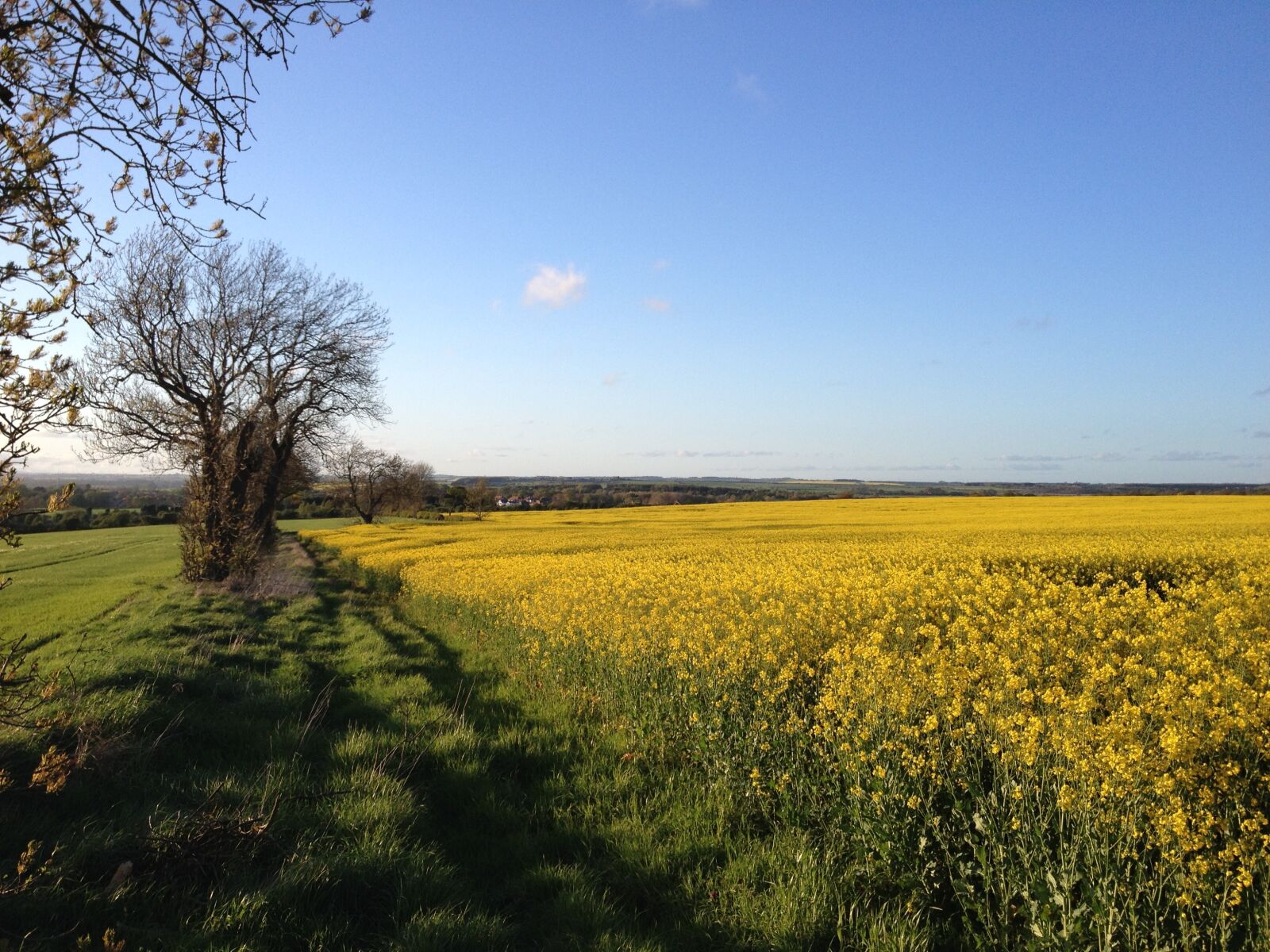 iPhone 4S back camera 4.28mm f/2.4 sample photo. Field, rapeseed, shadow photography