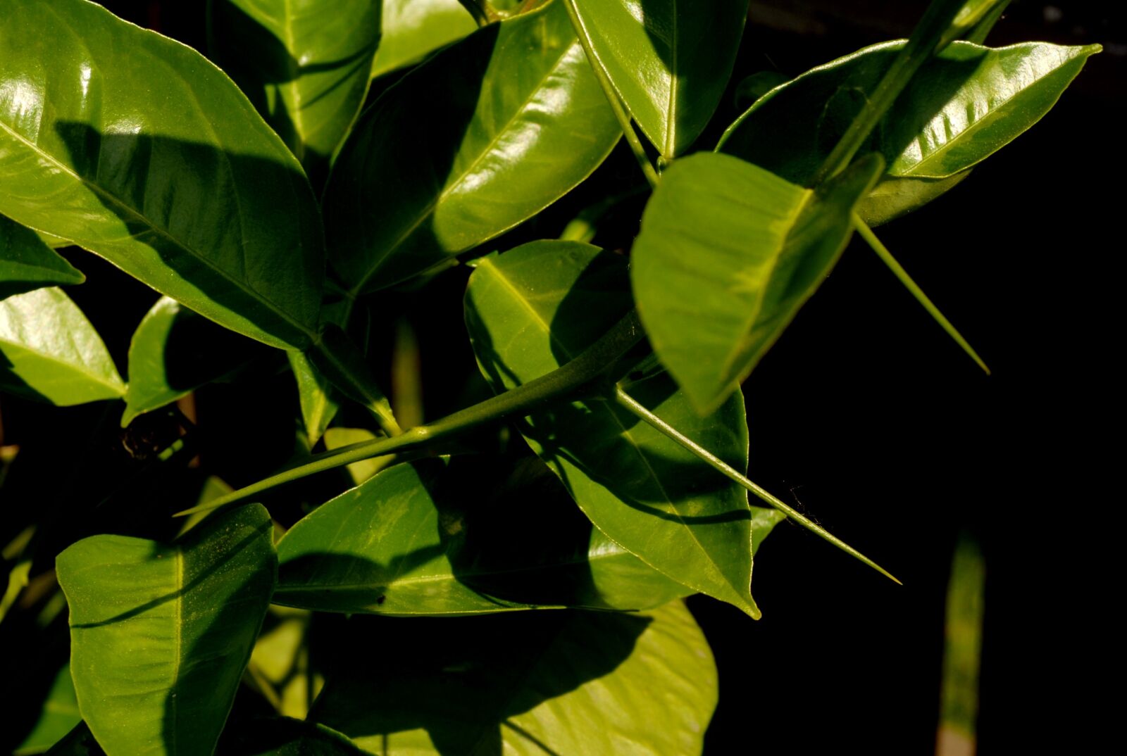 Nikon D200 sample photo. Plants, spines, prickly photography