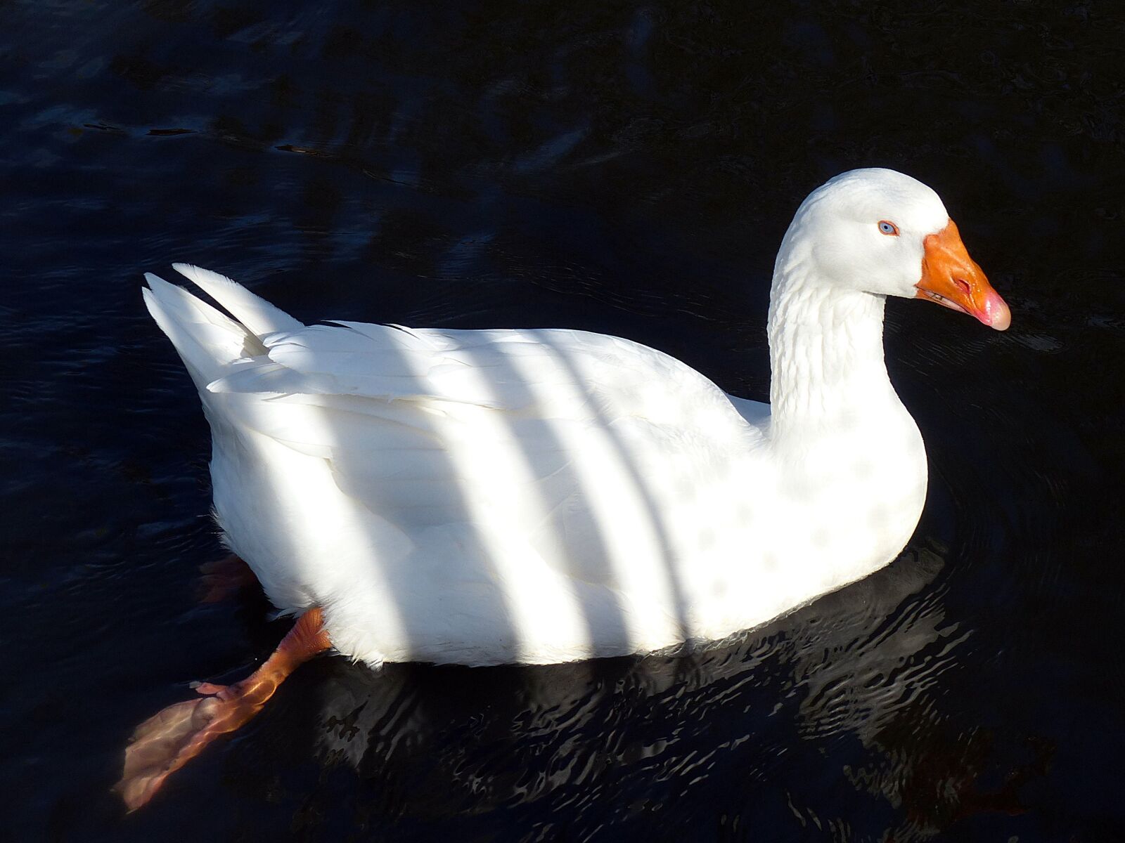 Panasonic Lumix DMC-FZ200 sample photo. Goose, bird, poultry photography