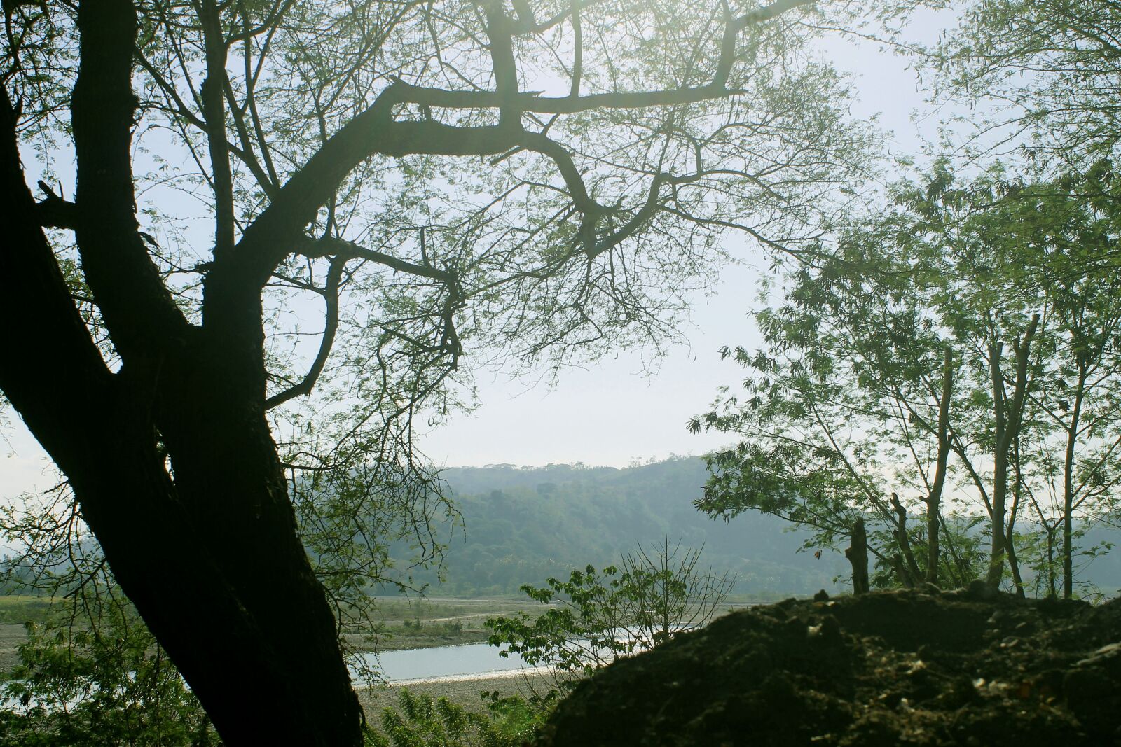 Canon EOS 1100D (EOS Rebel T3 / EOS Kiss X50) sample photo. The tree, wood, nature photography