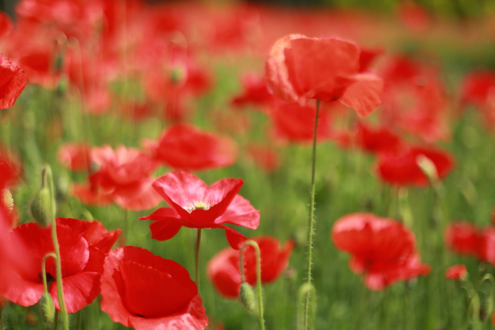 Canon EOS 6D + Canon EF 50mm F1.4 USM sample photo. Poppy, flowers, wildflower photography