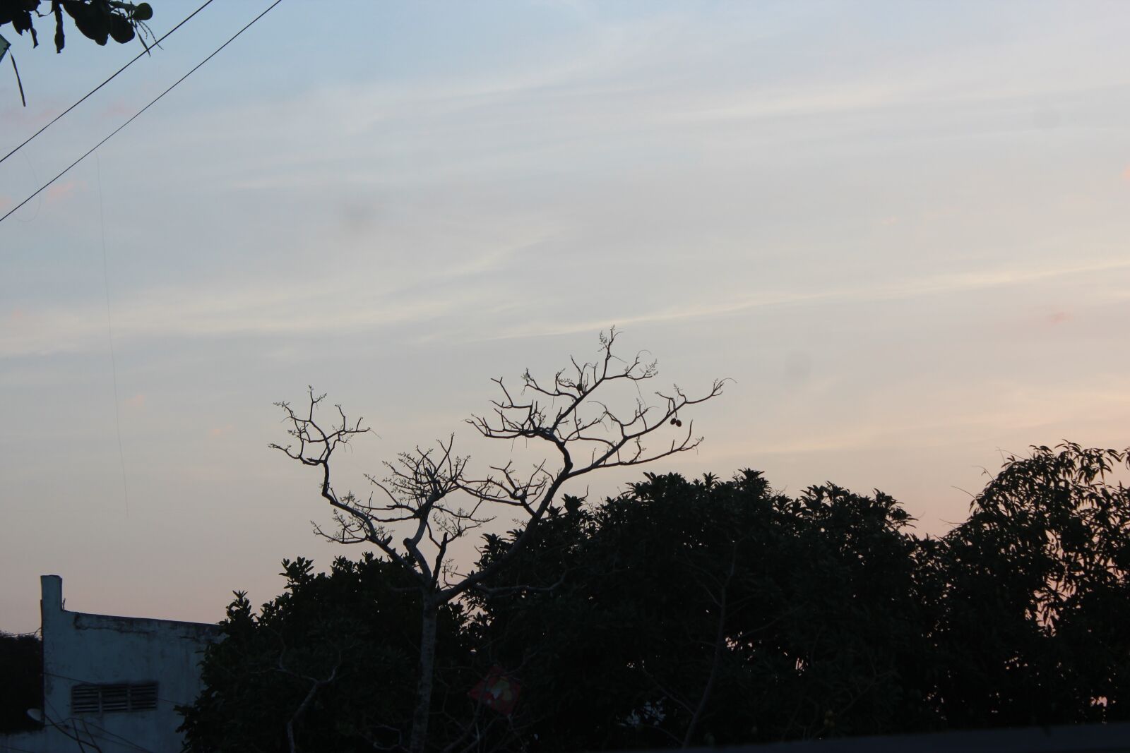 Canon EOS 600D (Rebel EOS T3i / EOS Kiss X5) sample photo. The tree, sun, deadwood photography