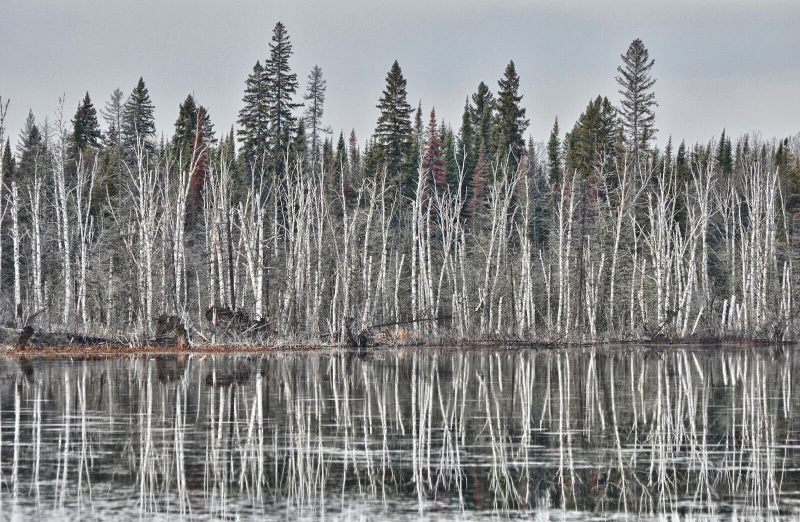 Nikon D7000 sample photo. Birch, winter, lake photography