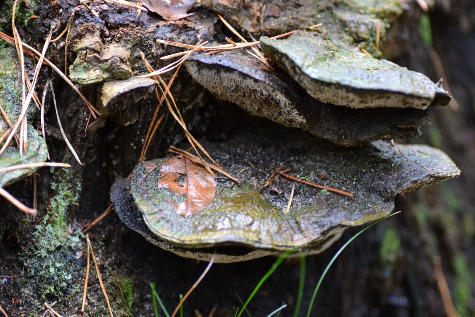 Nikon D3100 sample photo. Birch fungus, forest, autumn photography