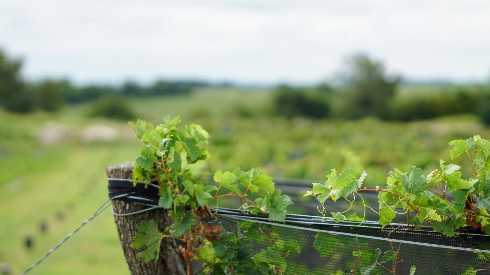 Sony FE 50mm F1.8 sample photo. Grapevine, vineyard, wine photography