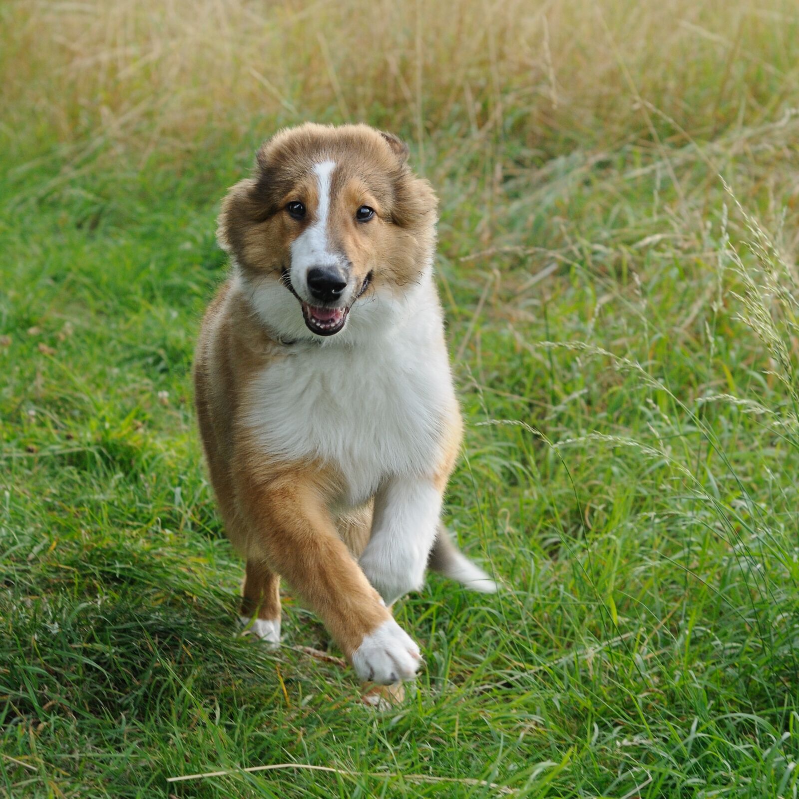 Nikon D300 sample photo. Dog, collie, run photography